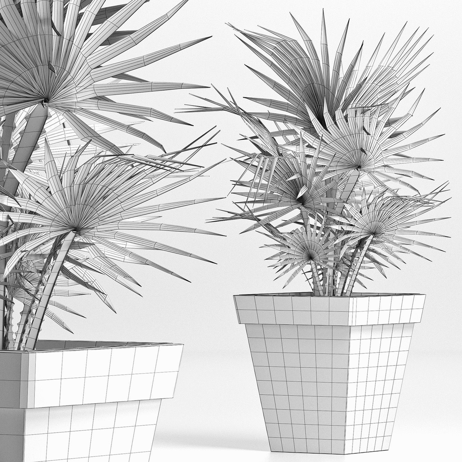 Plants Collection 189 Sabal Minor 3D model_5