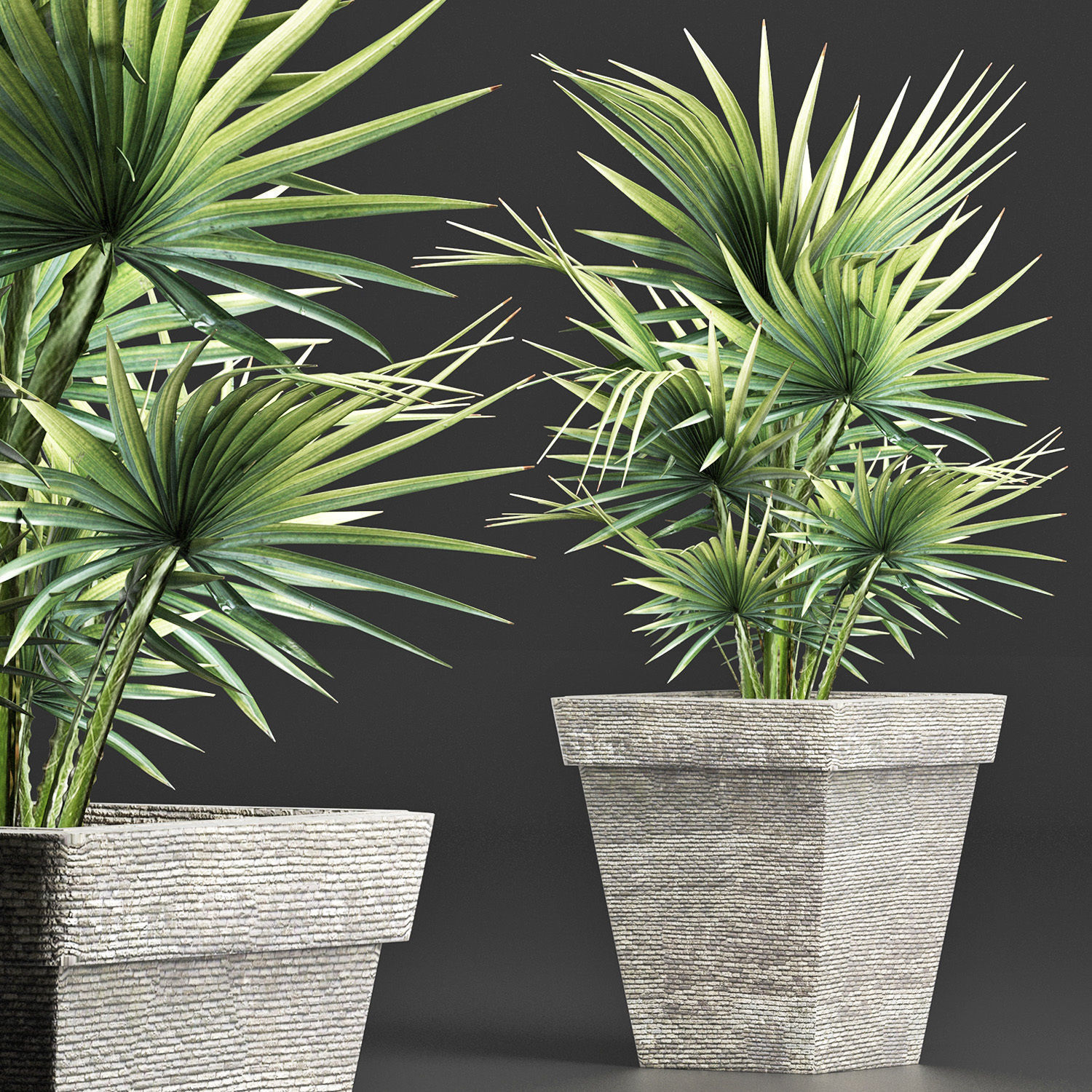 Plants Collection 189 Sabal Minor 3D model_3