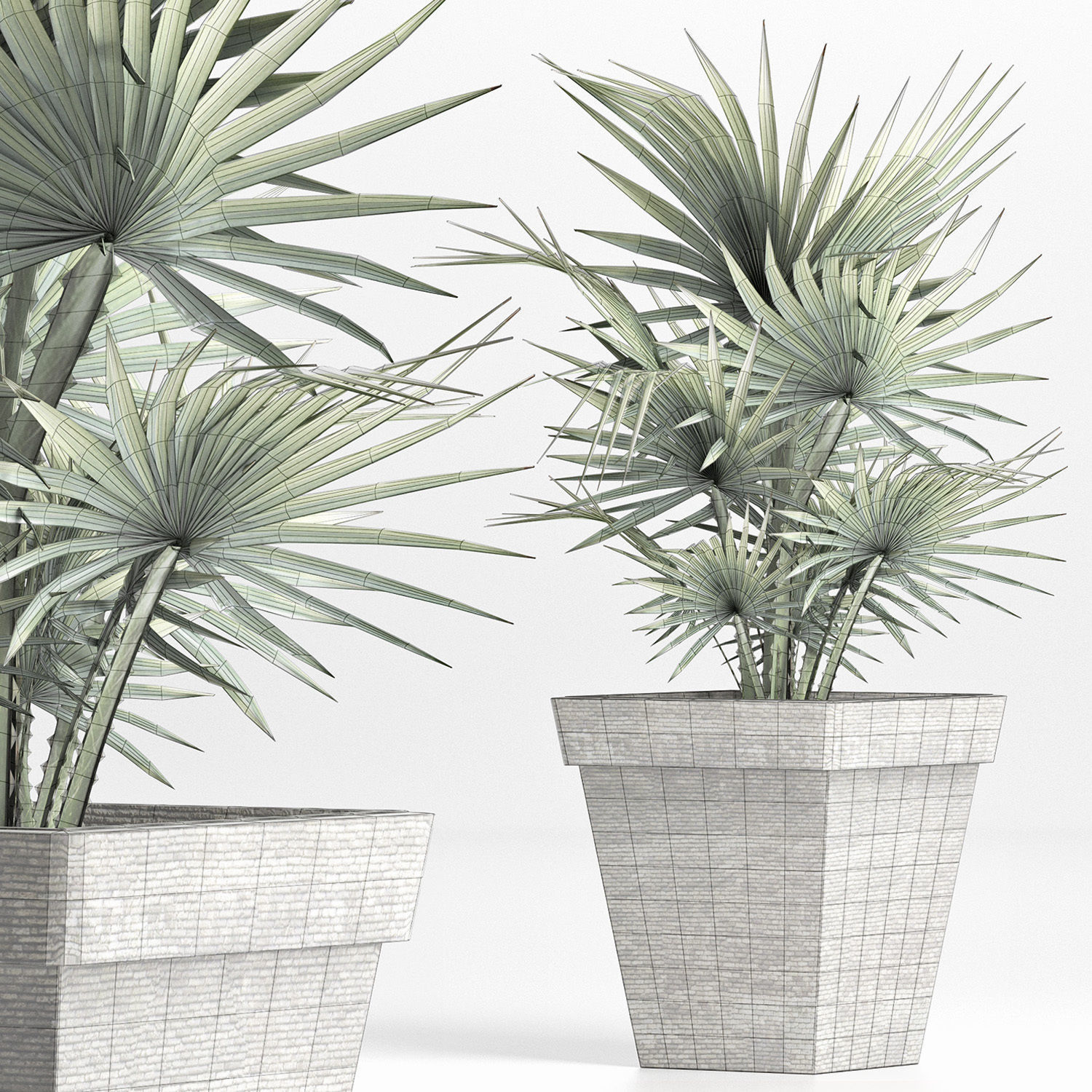 Plants Collection 189 Sabal Minor 3D model_6