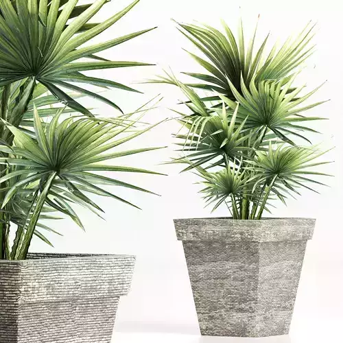 Plants Collection 189 Sabal Minor