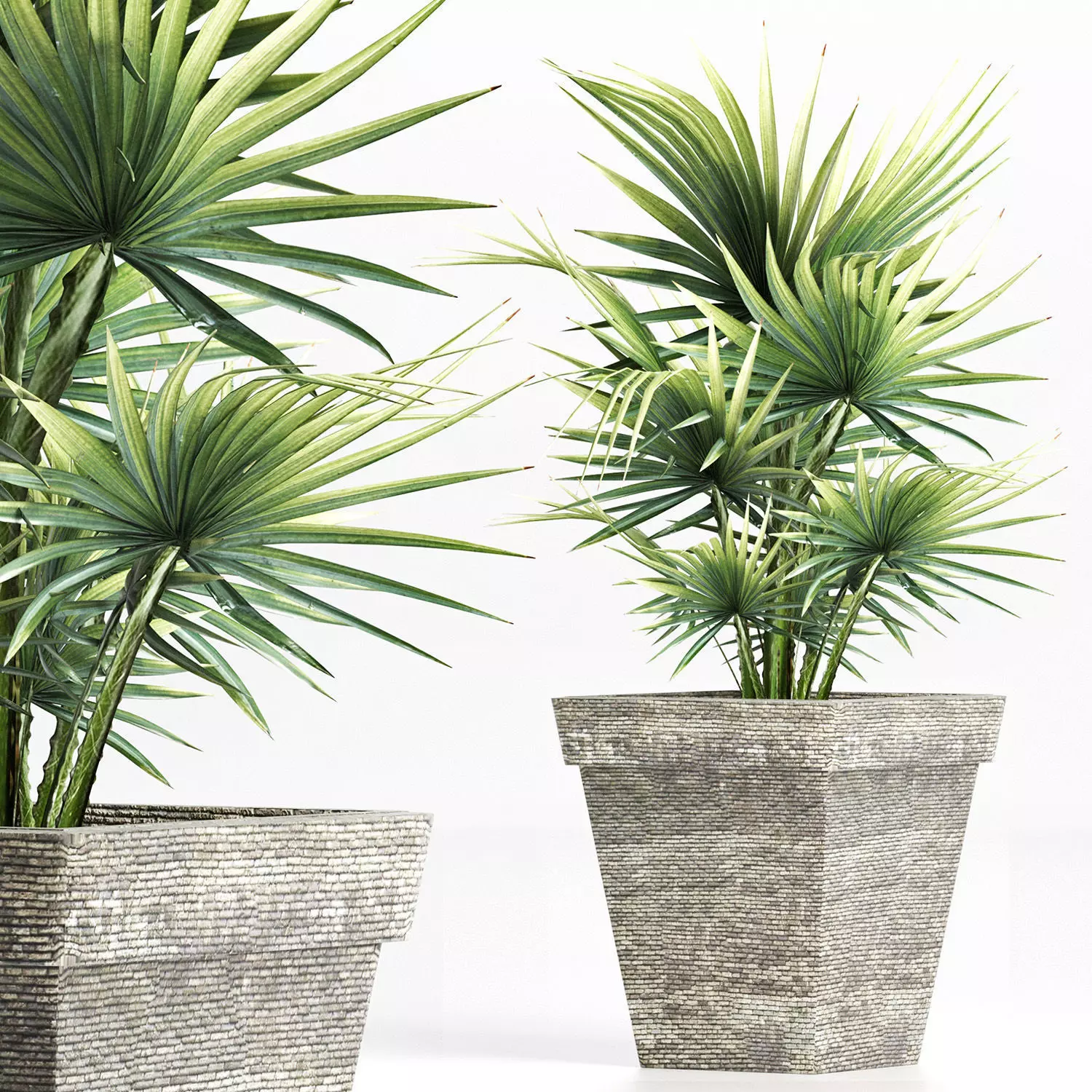 Plants Collection 189 Sabal Minor 3D model_0