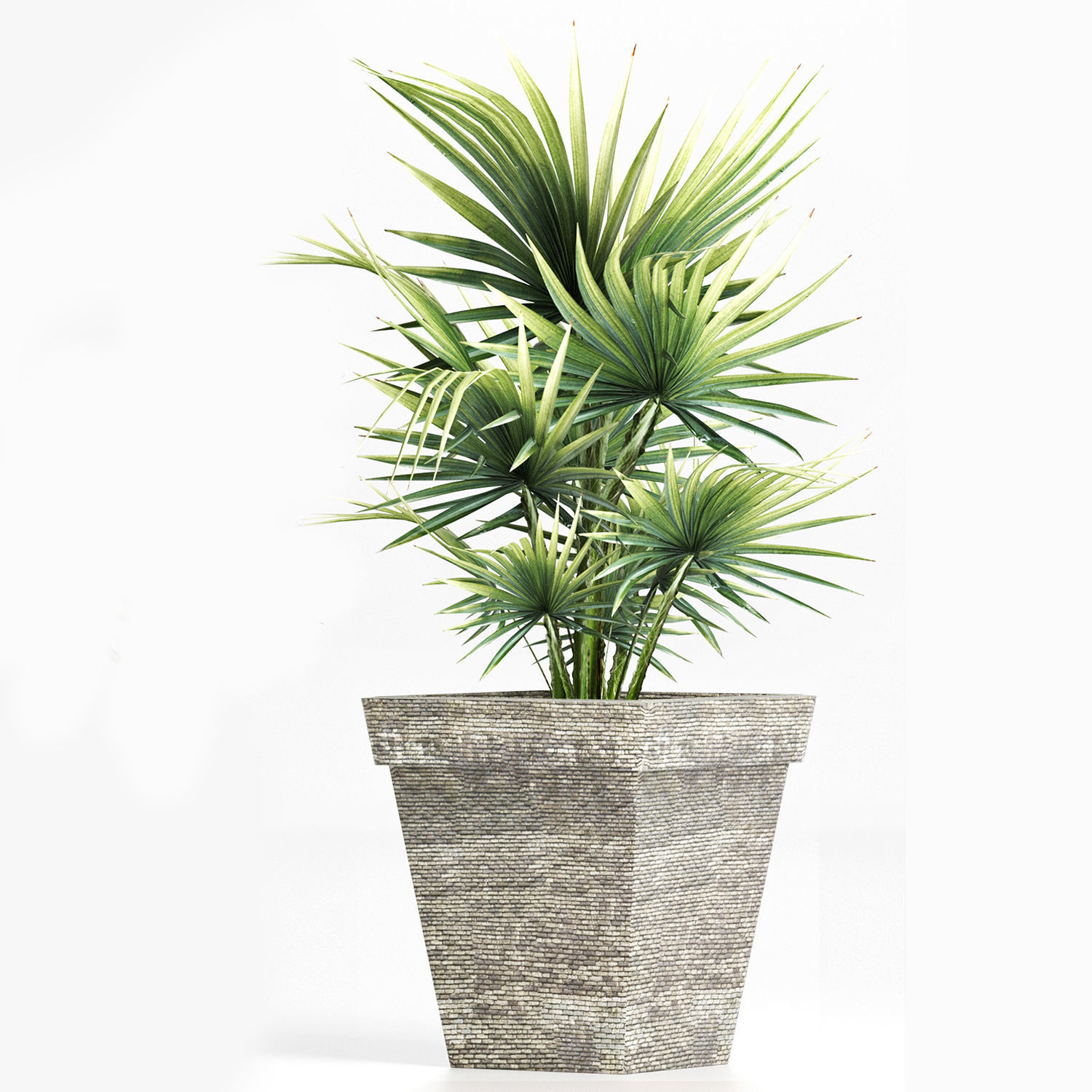 Plants Collection 189 Sabal Minor 3D model_1