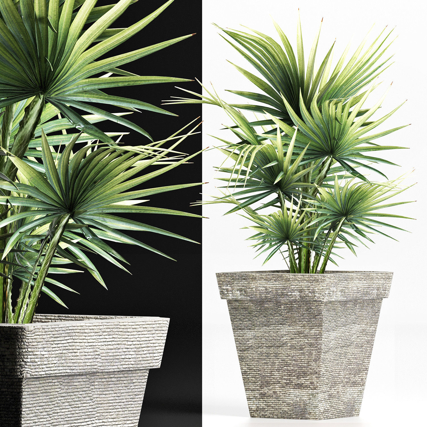 Plants Collection 189 Sabal Minor 3D model_4