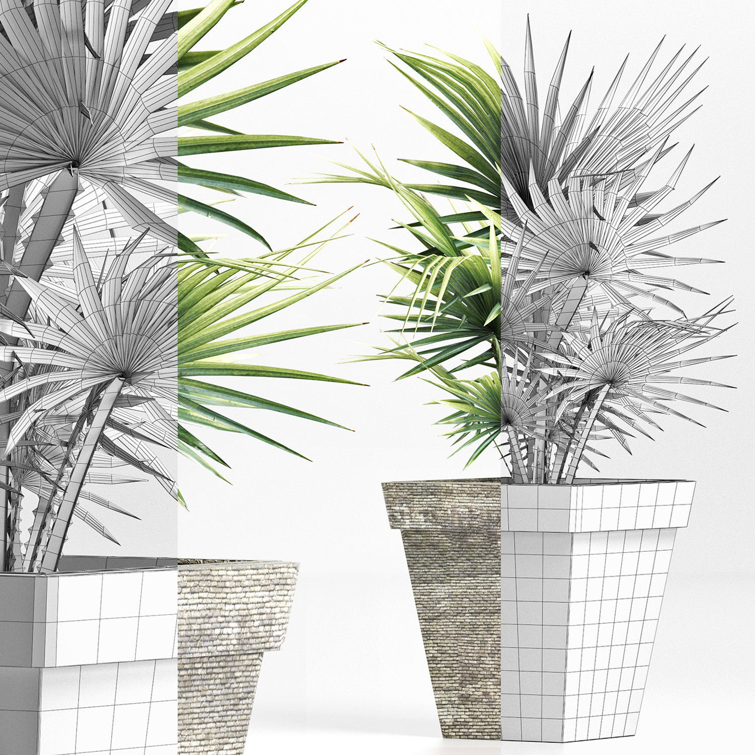 Plants Collection 189 Sabal Minor 3D model_7