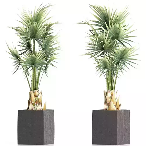 Plants Collection 193 Sabal Minor