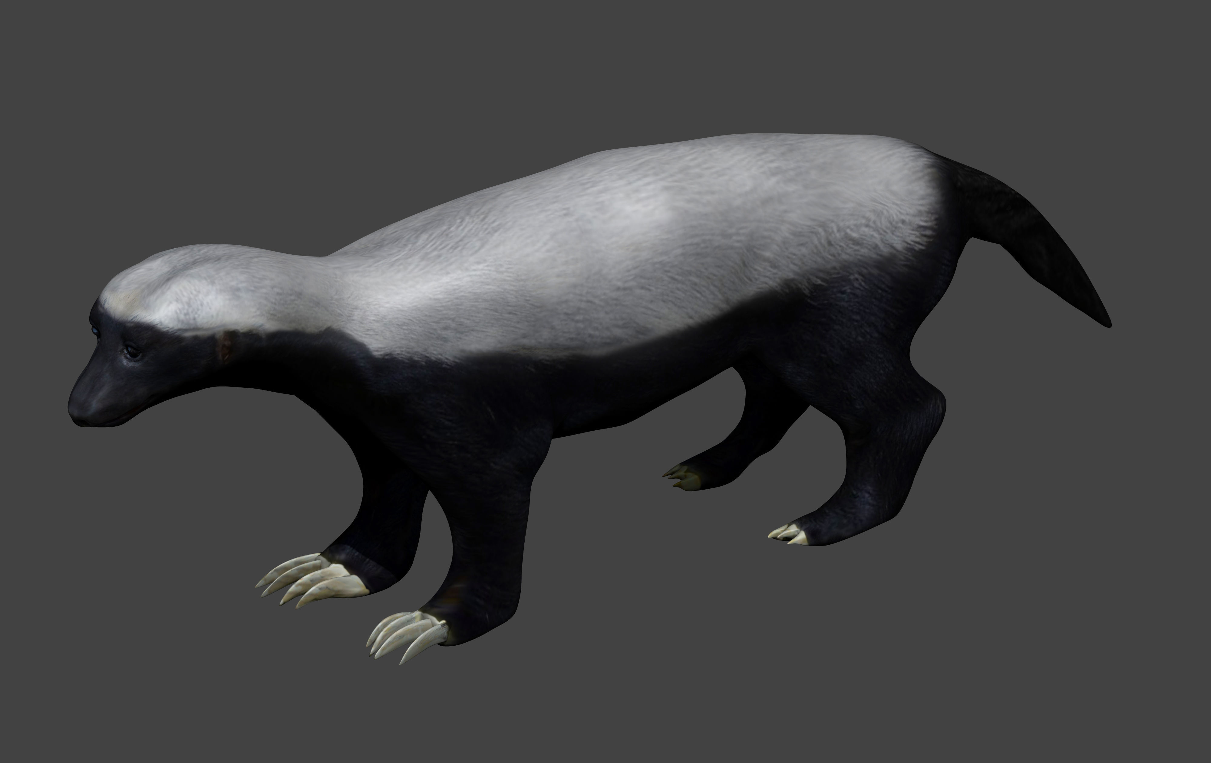 Honey Badger Low-poly 3D model_4