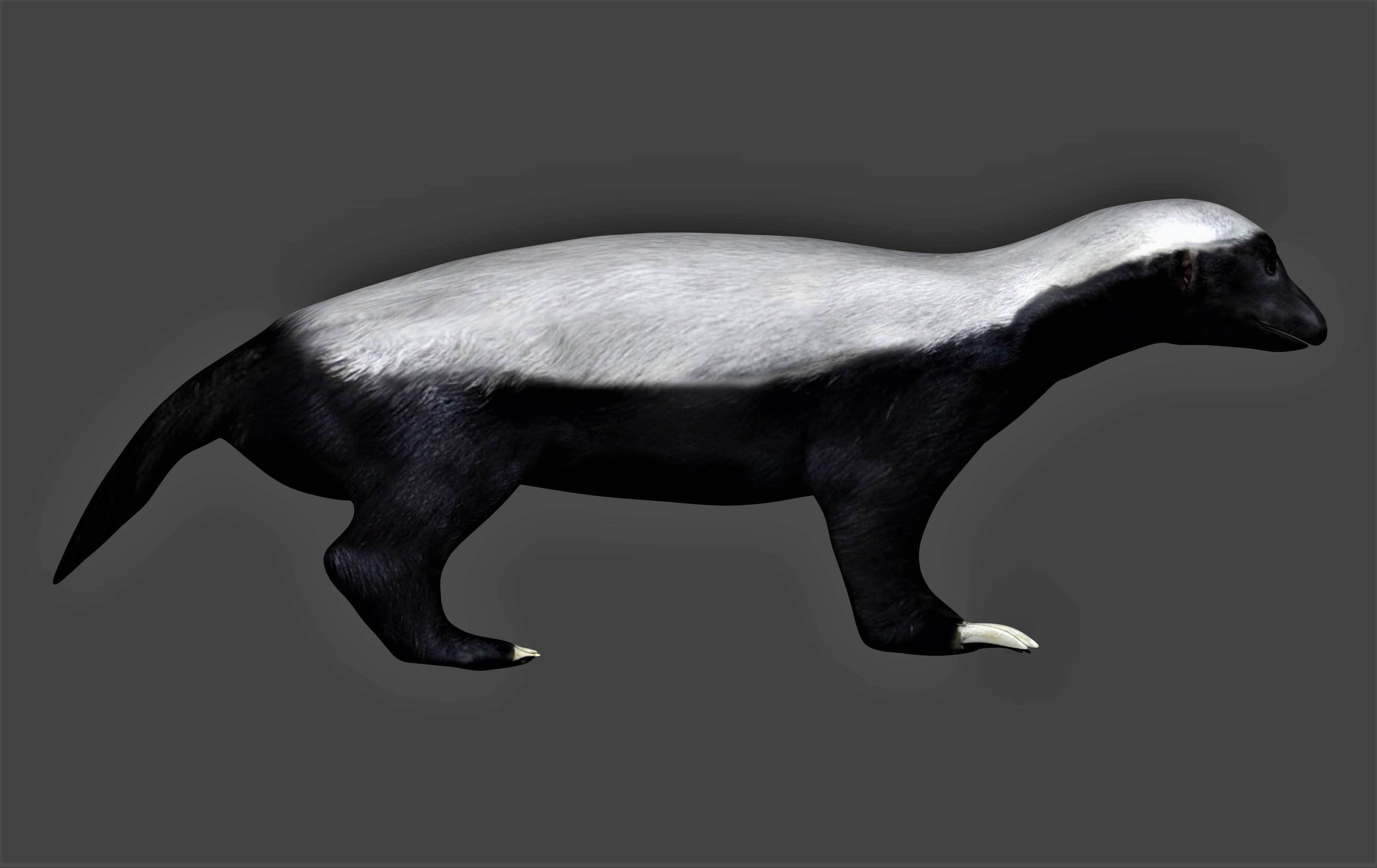 Honey Badger Low-poly 3D model_2