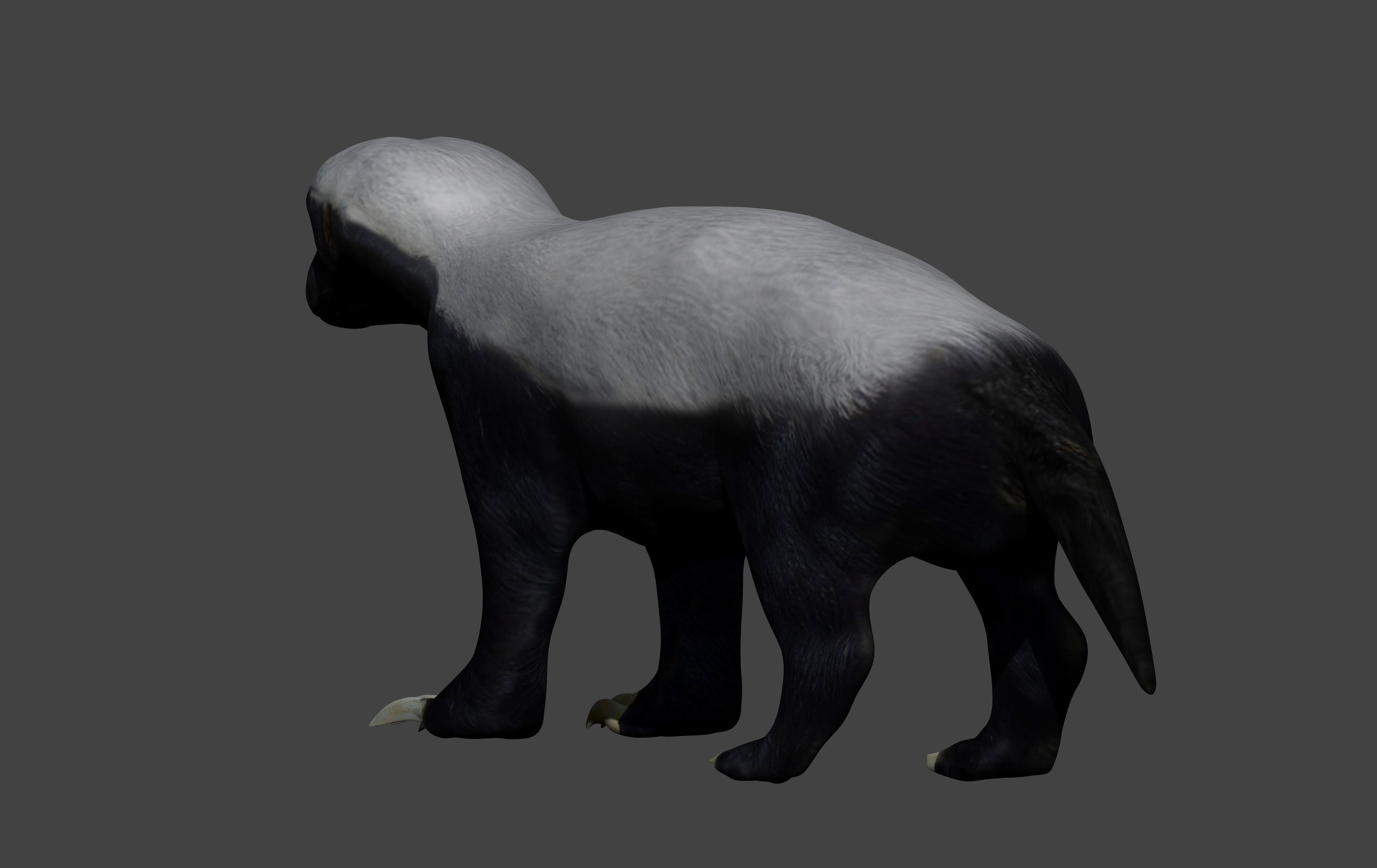 Honey Badger Low-poly 3D model_3
