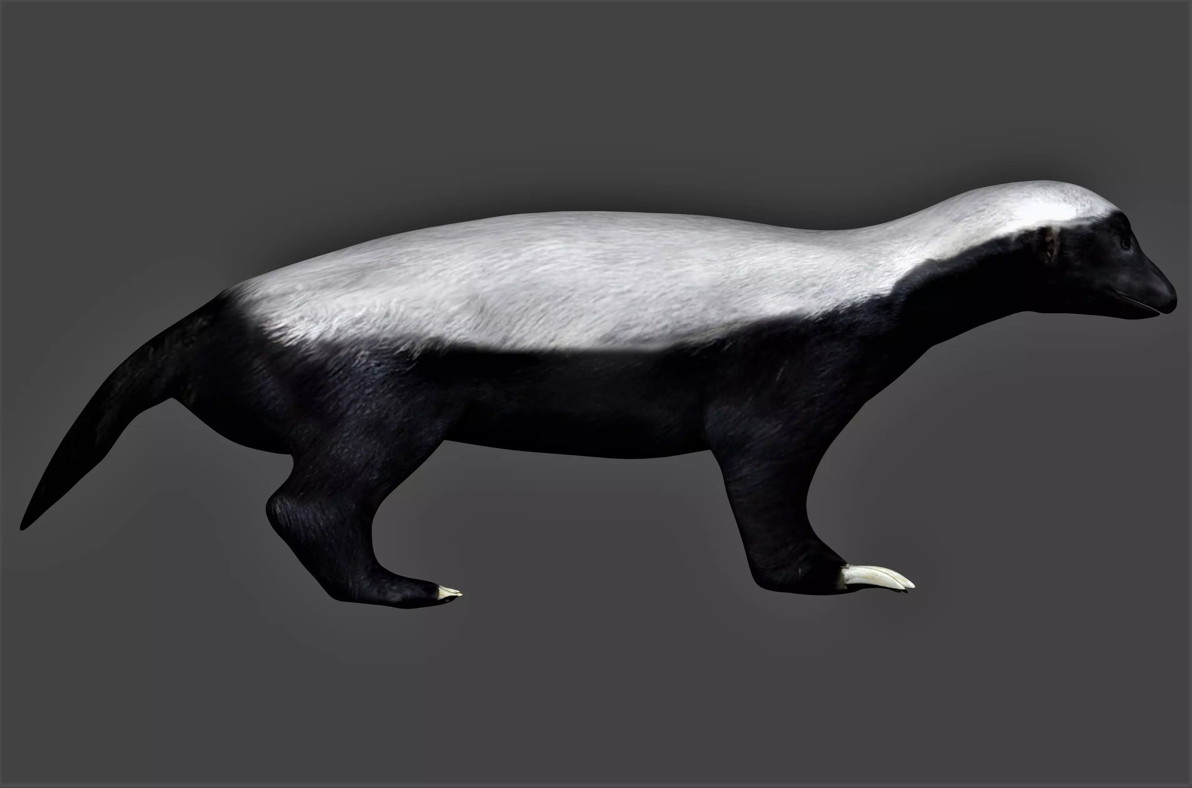 Honey Badger Low-poly 3D model_0