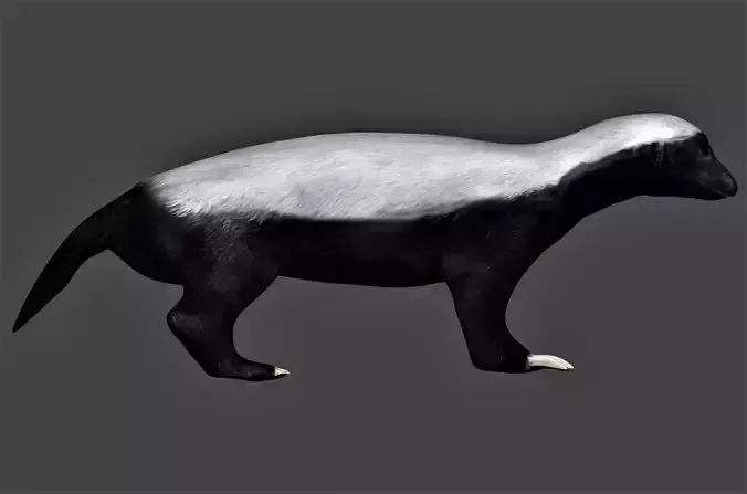Honey Badger Low-poly 3D model