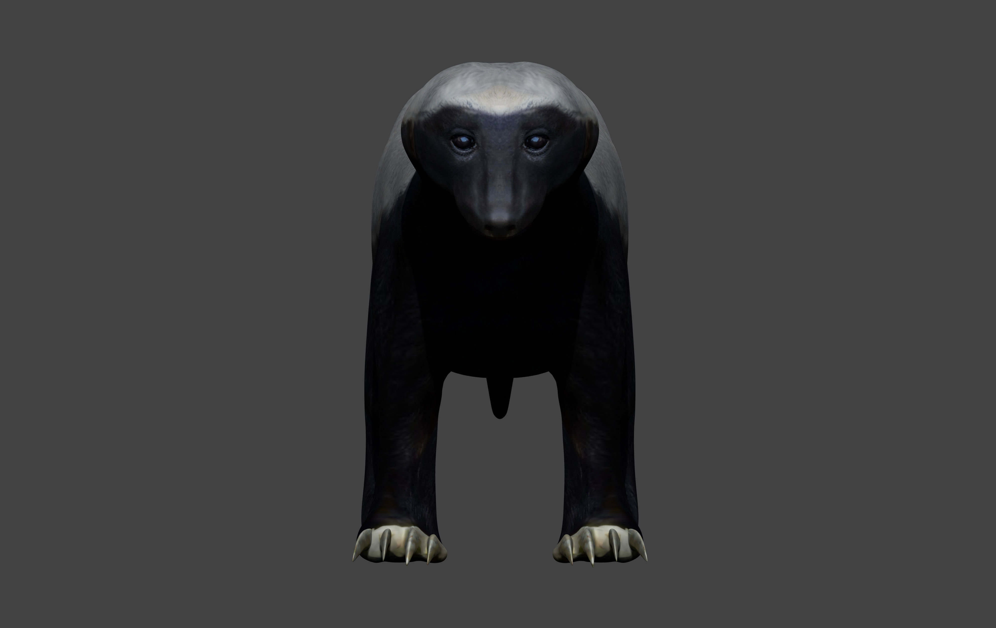 Honey Badger Low-poly 3D model_1