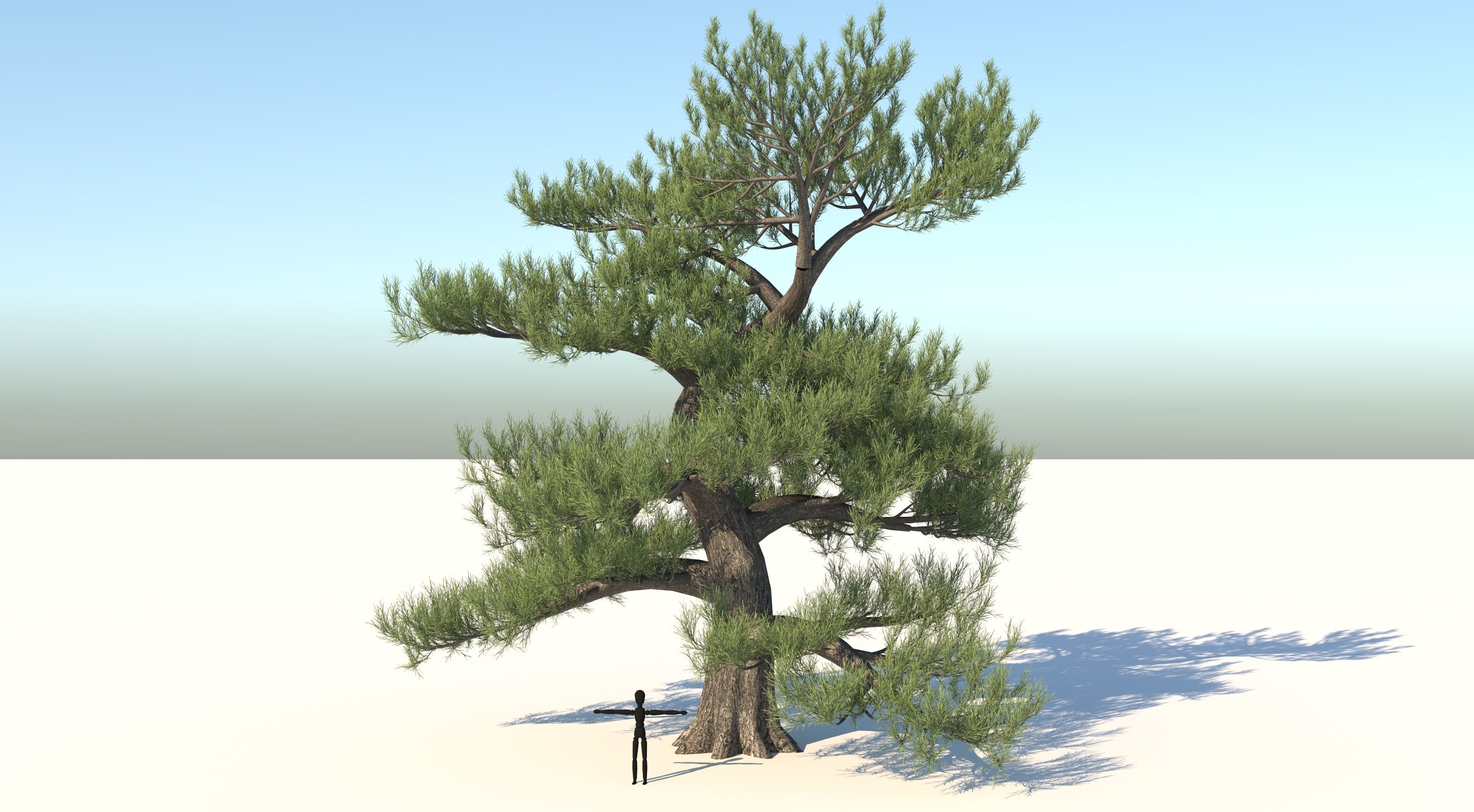 Japanese Pine Tree model Low-poly 3D model_1