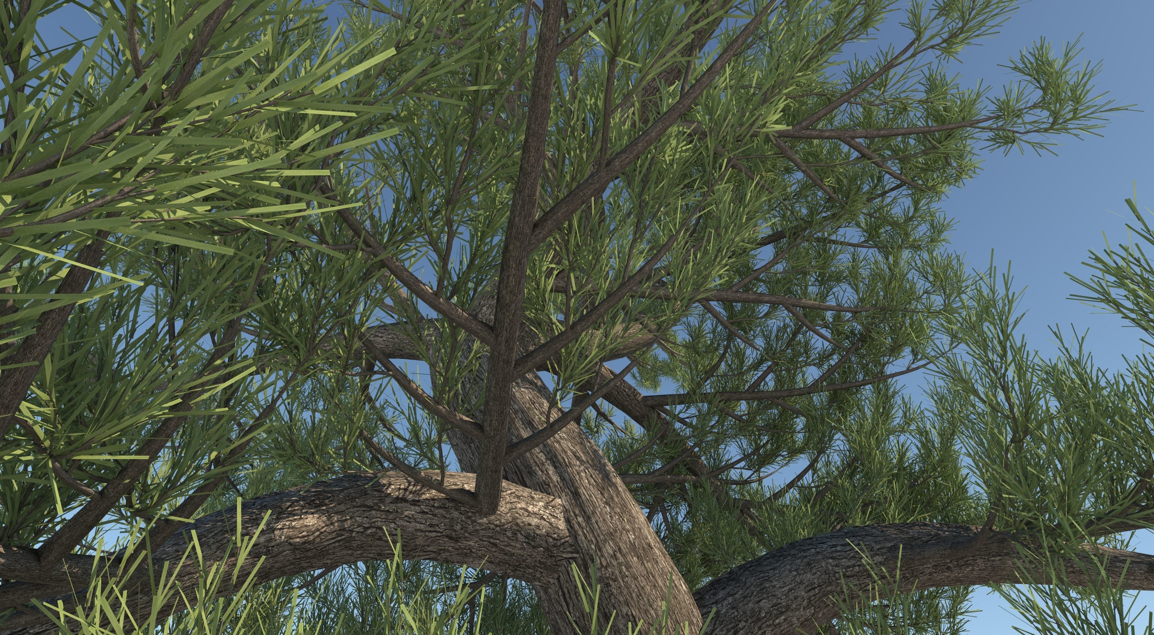 Japanese Pine Tree model Low-poly 3D model_7