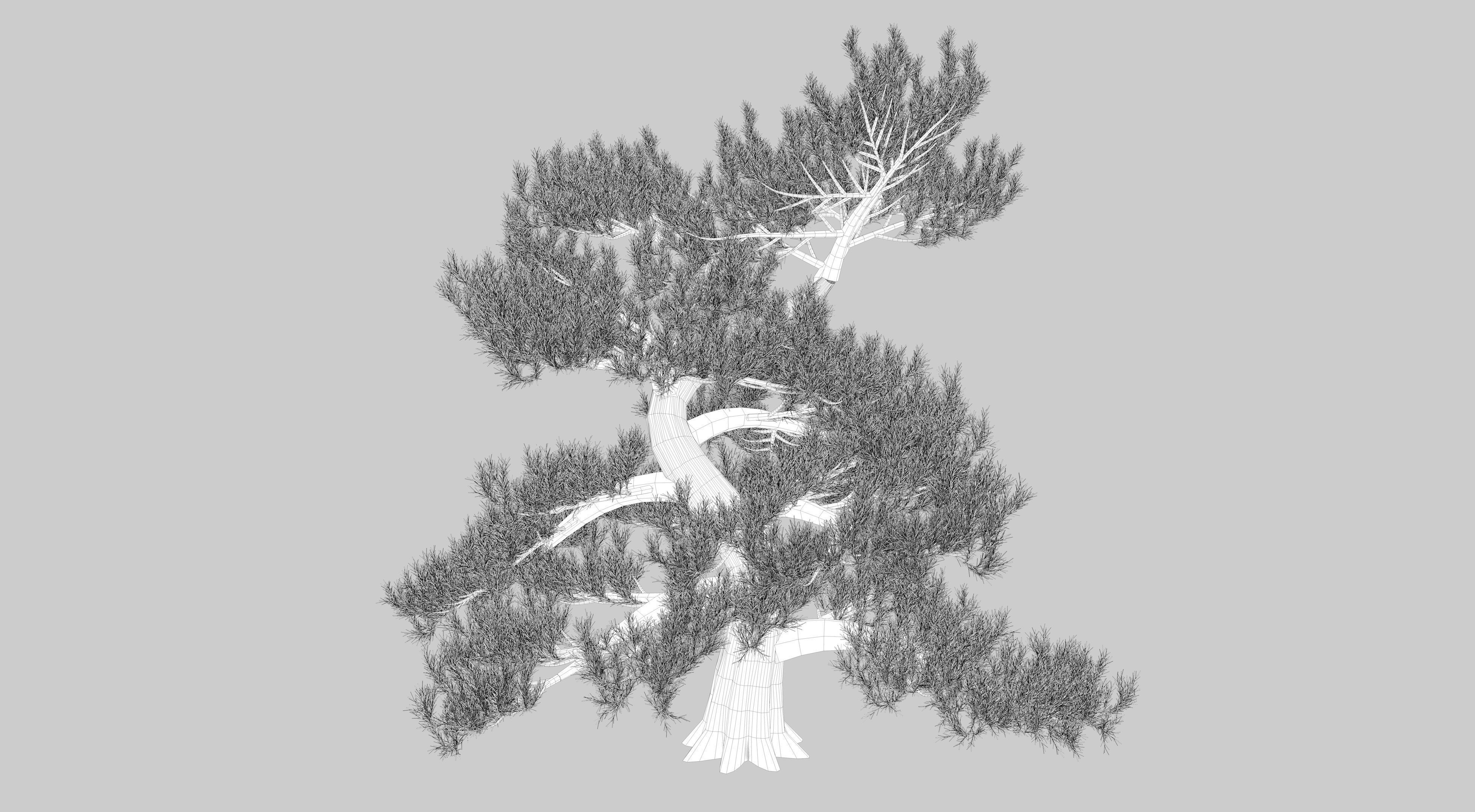 Japanese Pine Tree model Low-poly 3D model_11