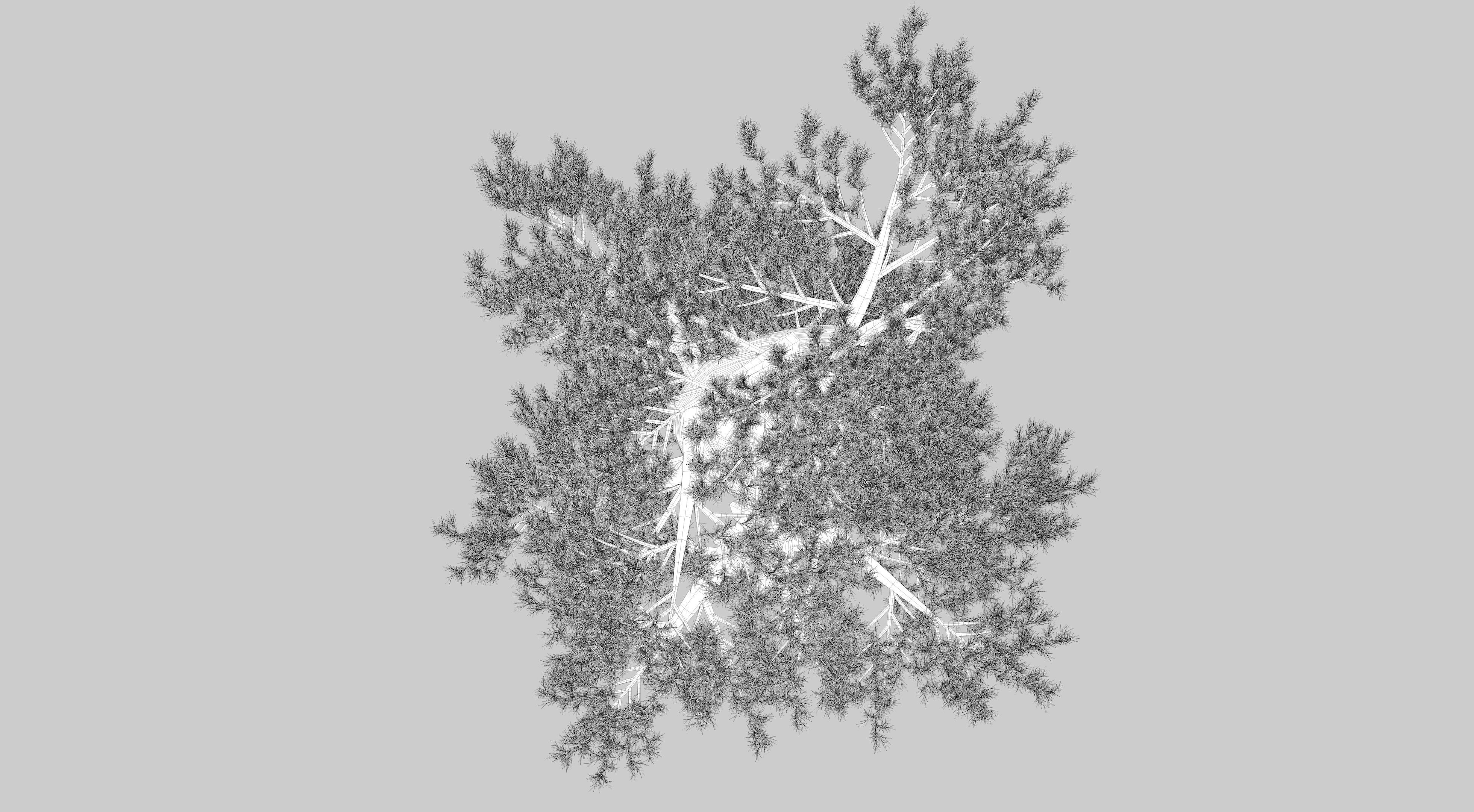 Japanese Pine Tree model Low-poly 3D model_12