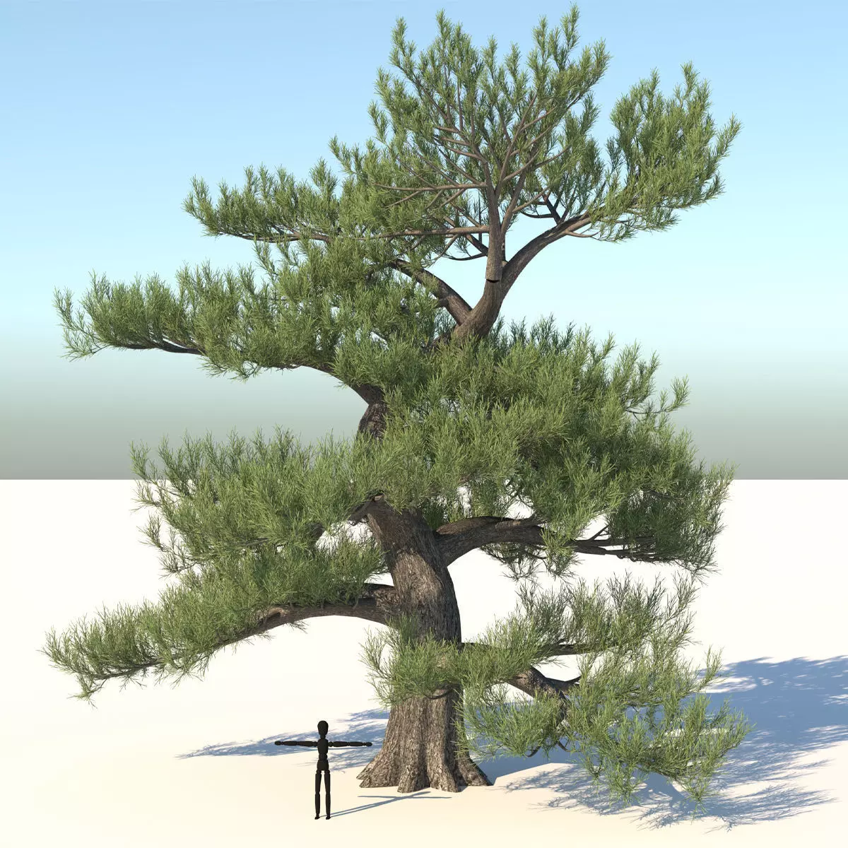 Japanese Pine Tree model Low-poly 3D model_0