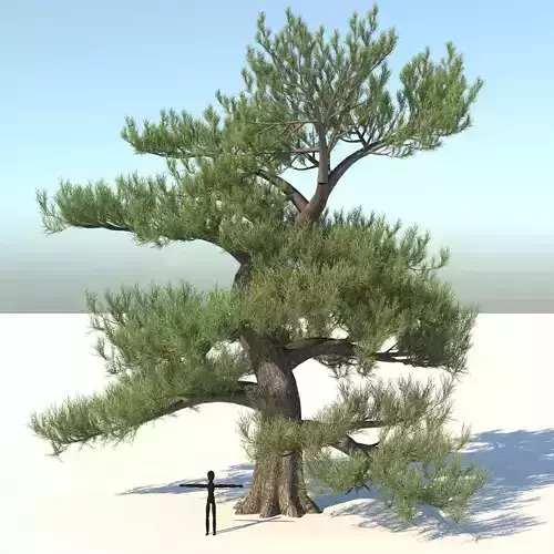Japanese Pine Tree model Low-poly 3D model