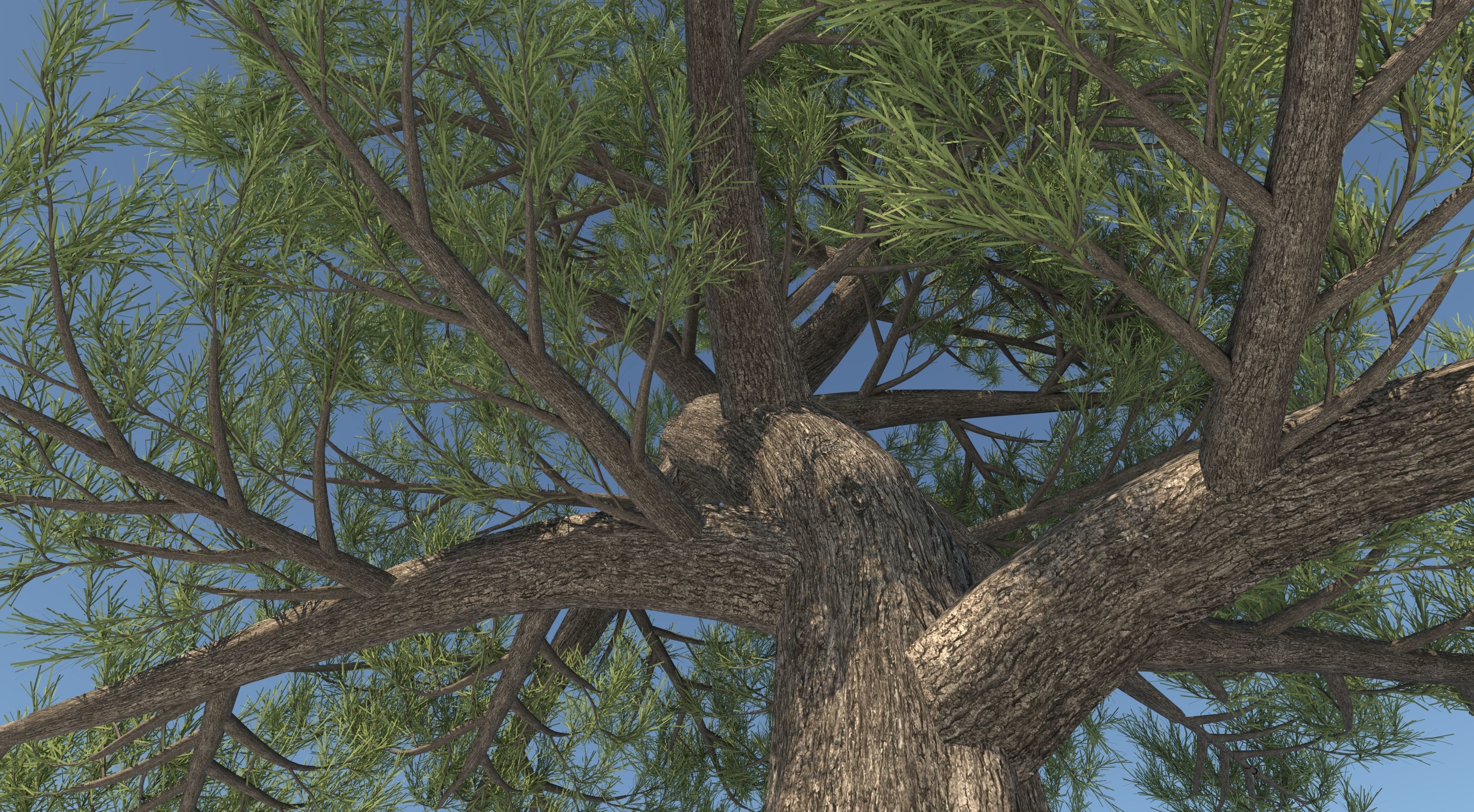 Japanese Pine Tree model Low-poly 3D model_6