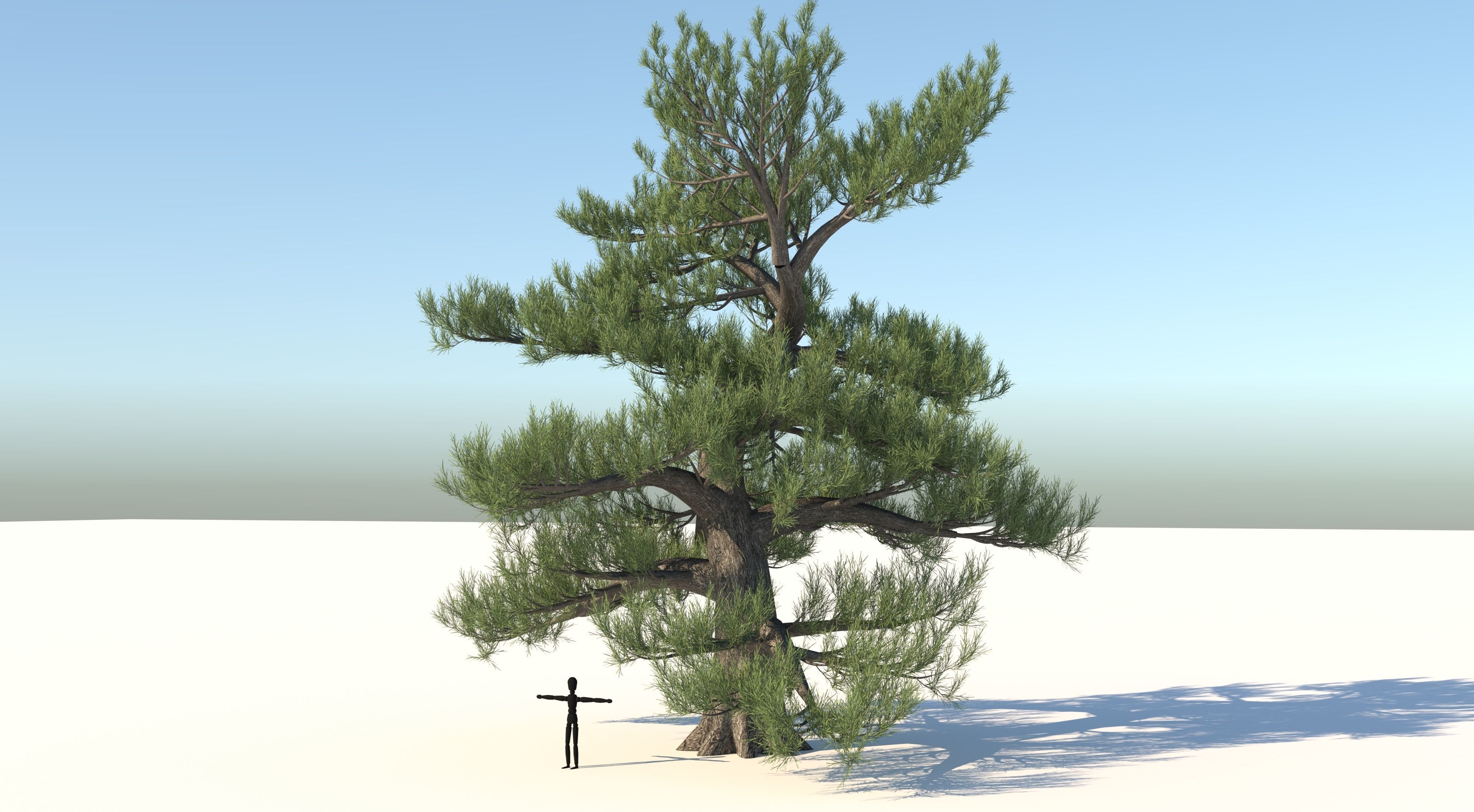 Japanese Pine Tree model Low-poly 3D model_2