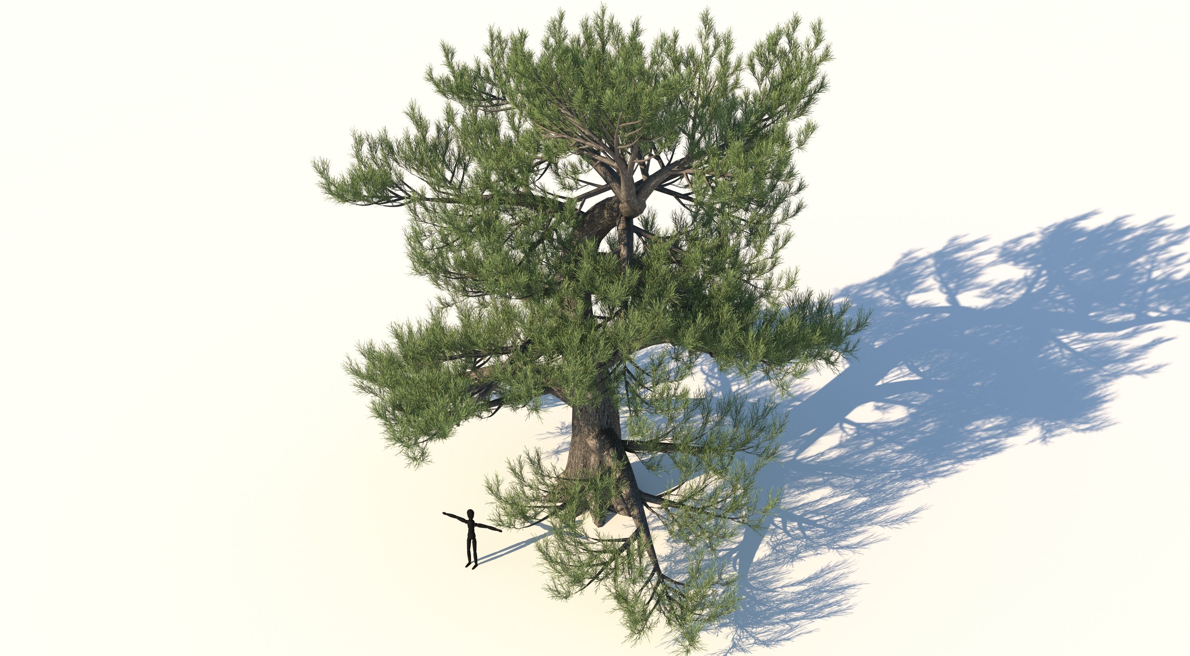 Japanese Pine Tree model Low-poly 3D model_3