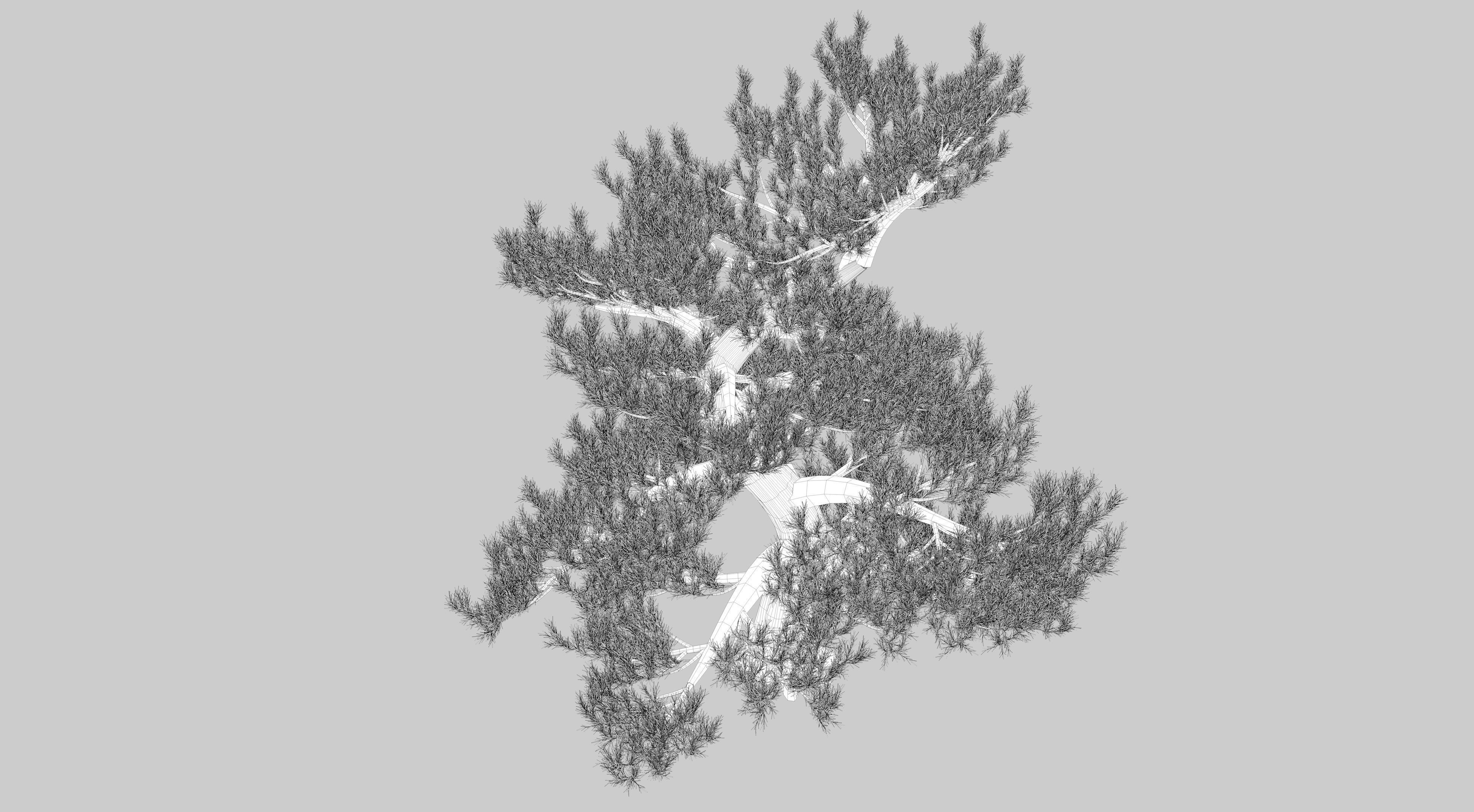 Japanese Pine Tree model Low-poly 3D model_10