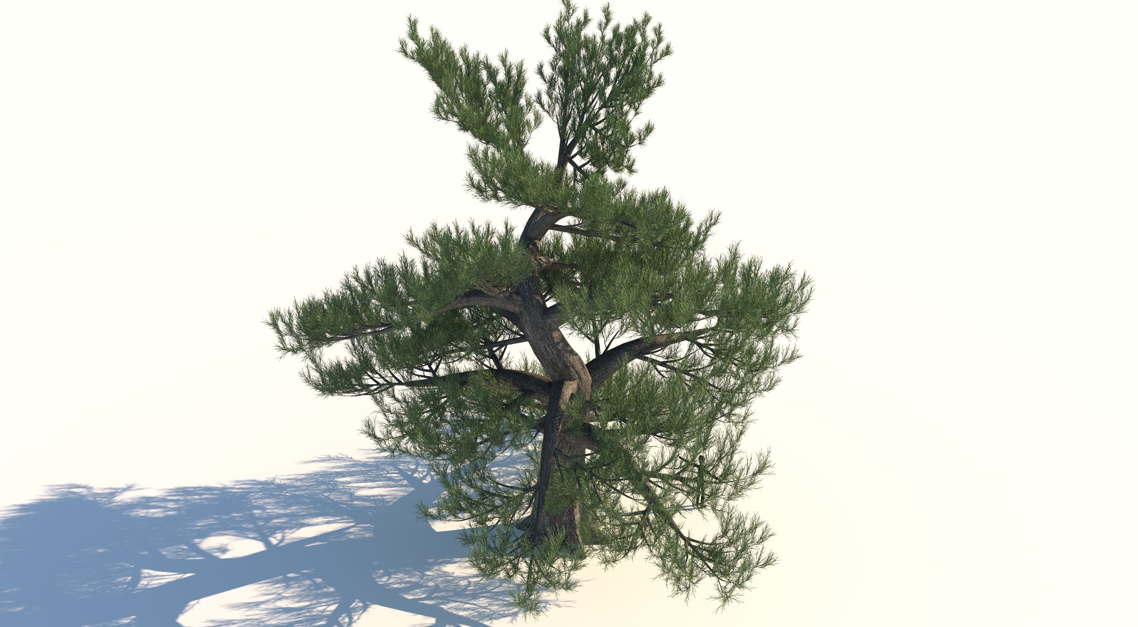 Japanese Pine Tree model Low-poly 3D model_5