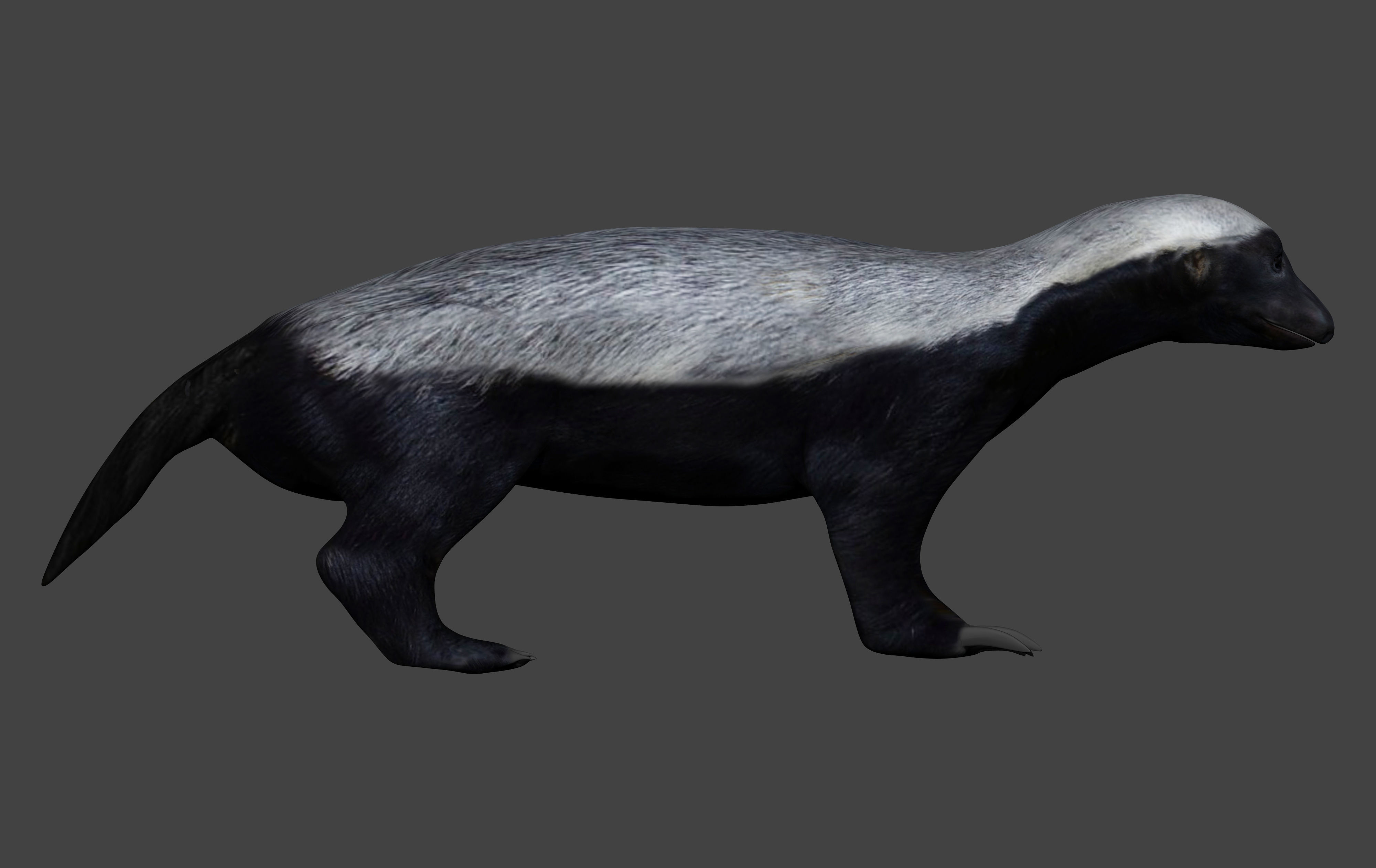 Honey Badger Low-poly 3D model_3
