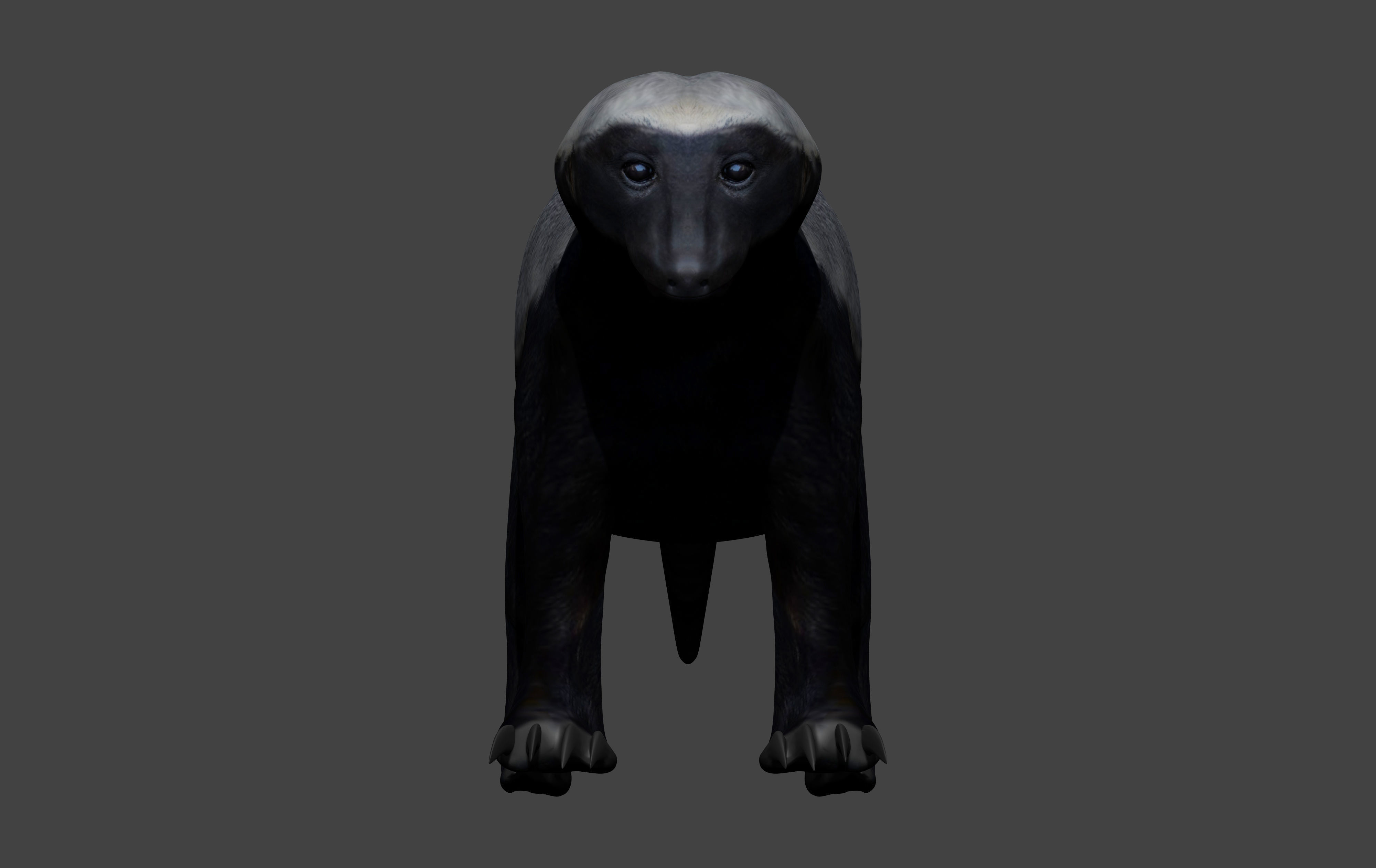 Honey Badger Low-poly 3D model_2