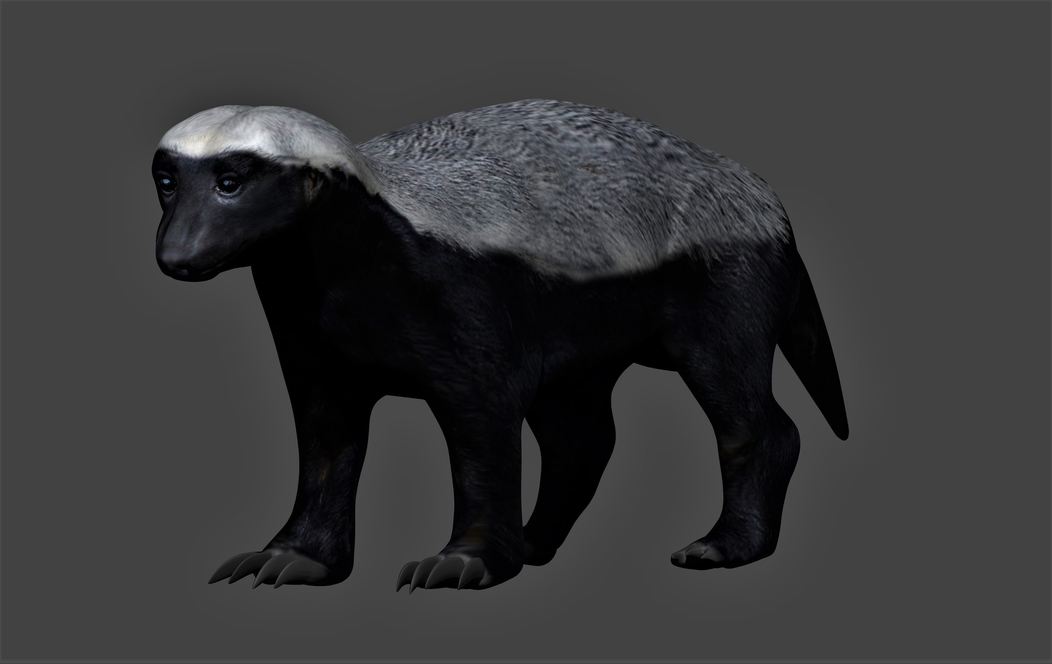 Honey Badger Low-poly 3D model_1