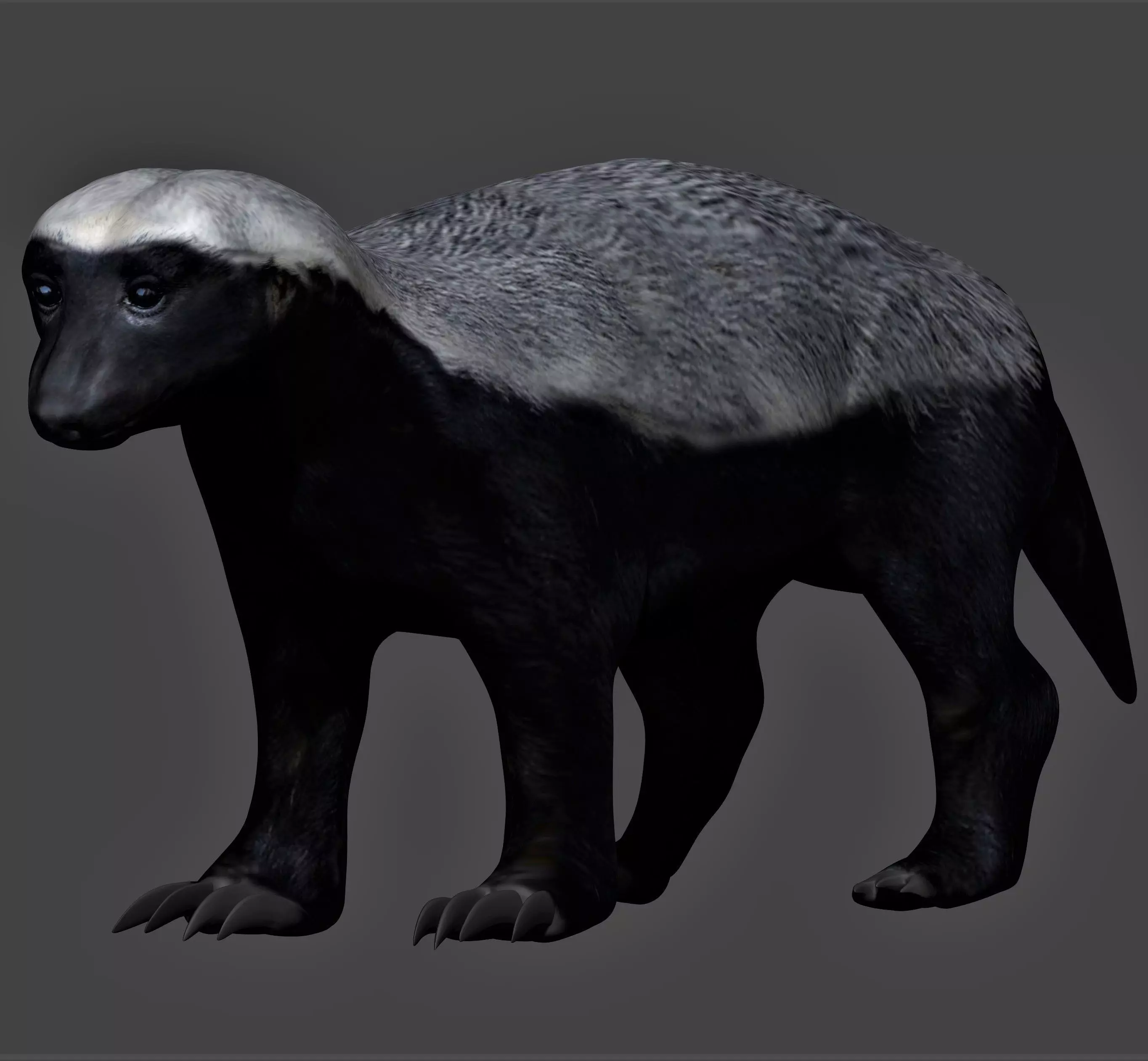 Honey Badger Low-poly 3D model_0
