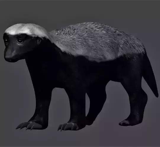 Honey Badger Low-poly 3D model