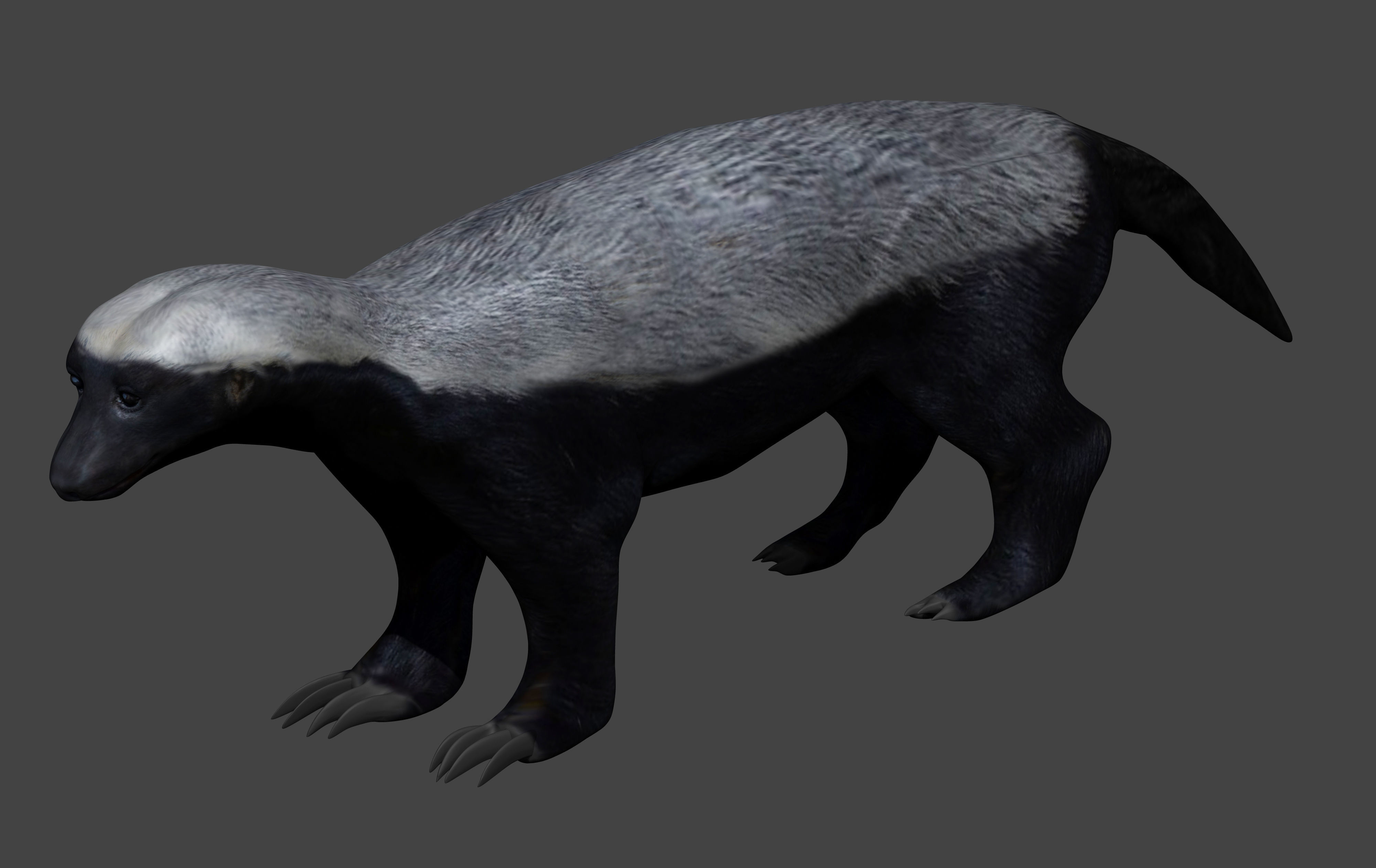 Honey Badger Low-poly 3D model_4