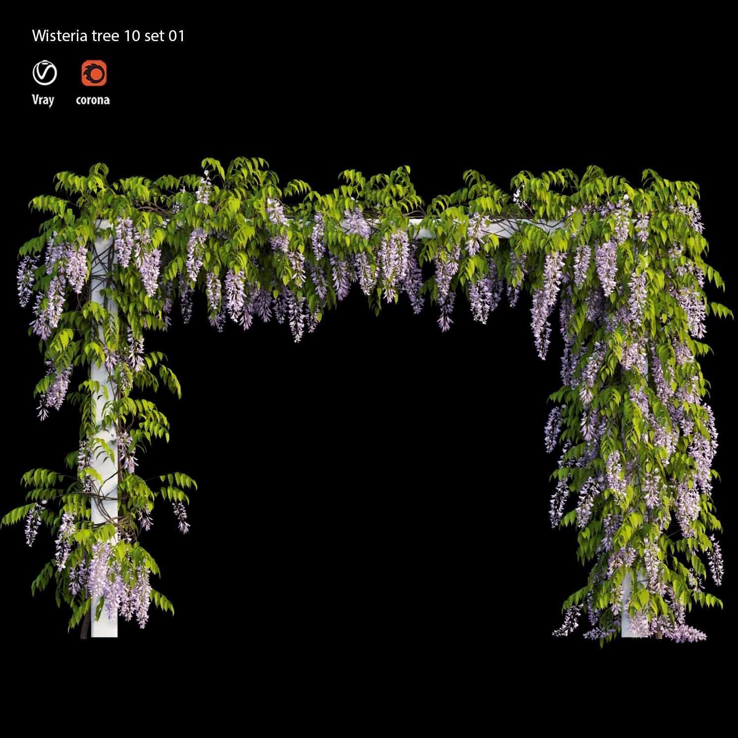 wisterial tree 10  set 01 3D model_1