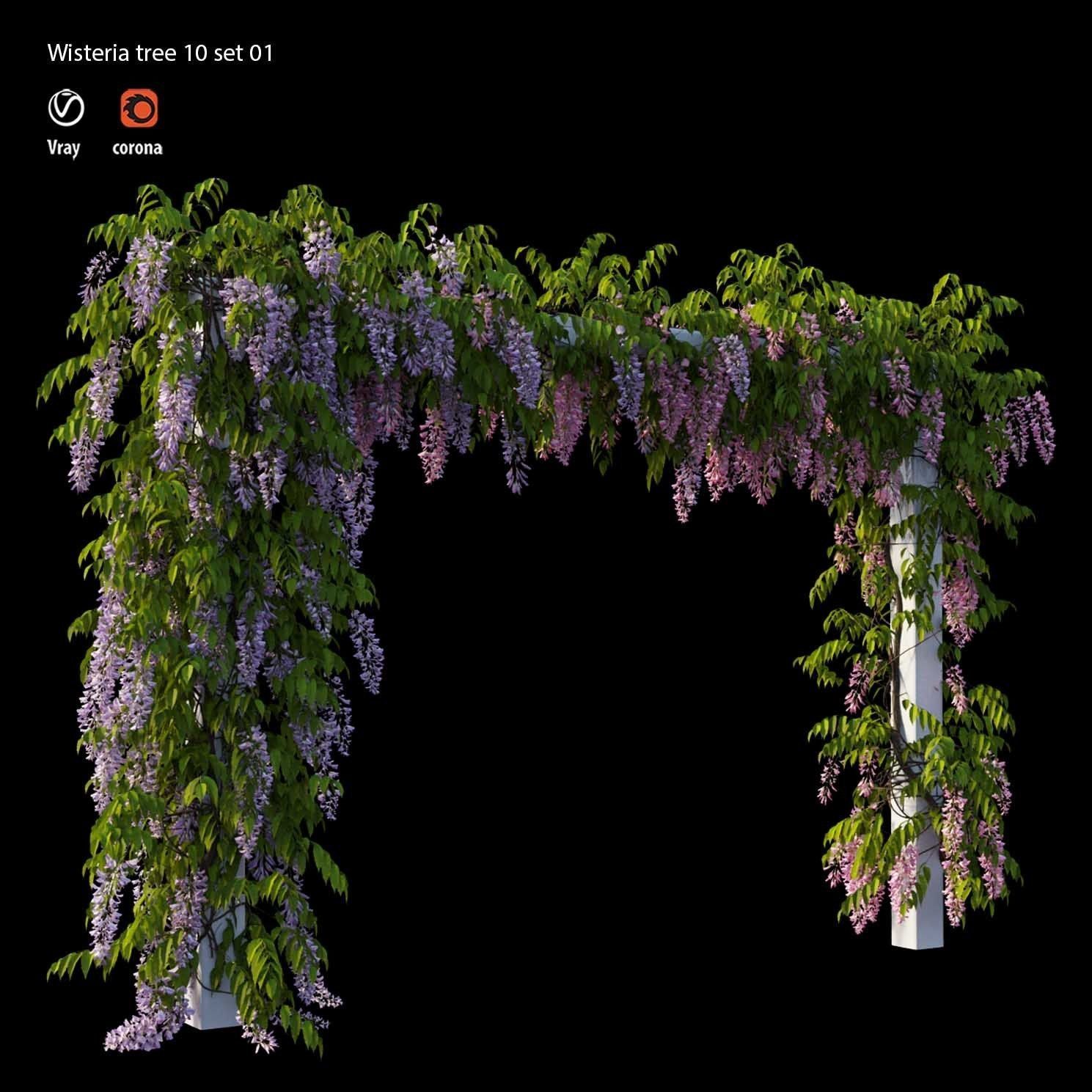 wisterial tree 10  set 01 3D model_3