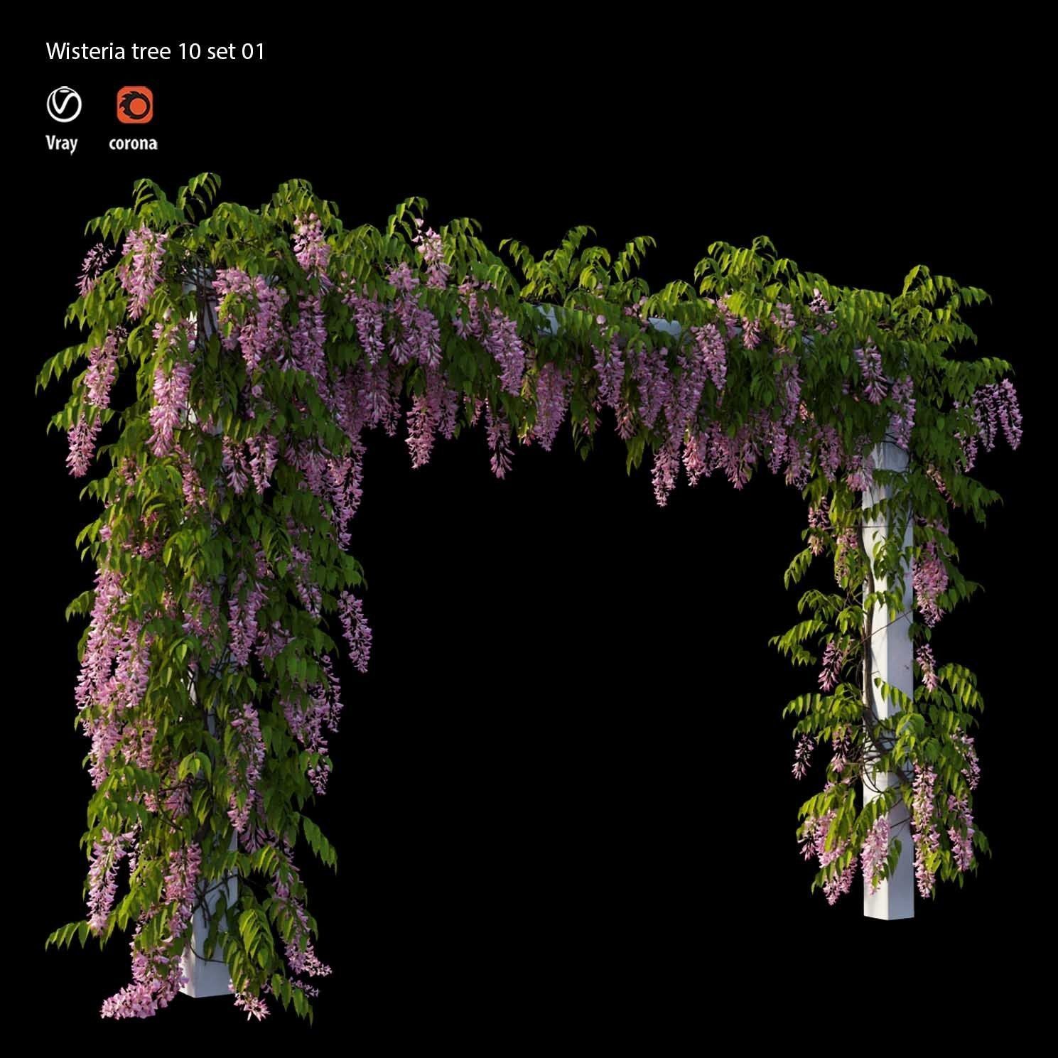 wisterial tree 10  set 01 3D model_4