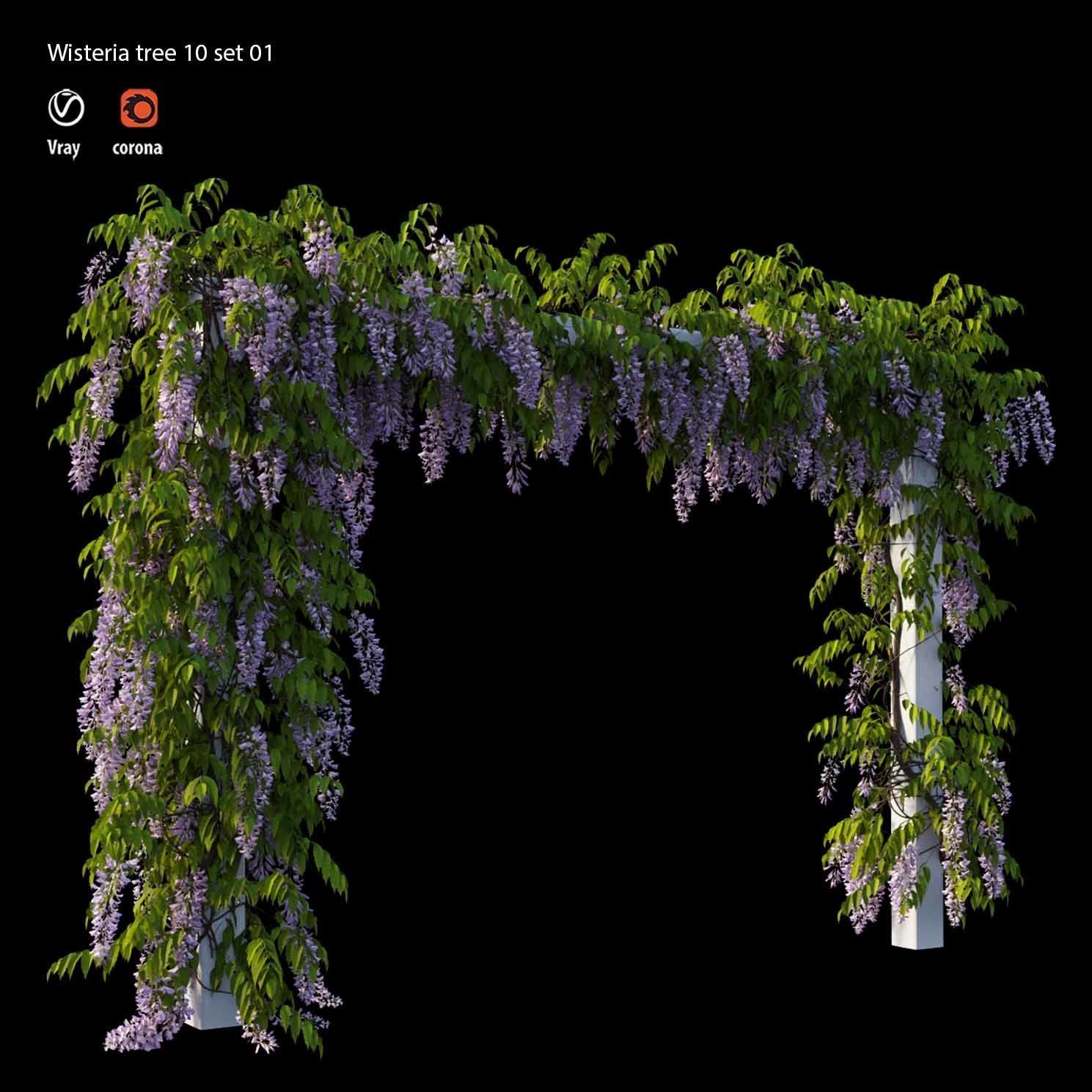 wisterial tree 10  set 01 3D model_2