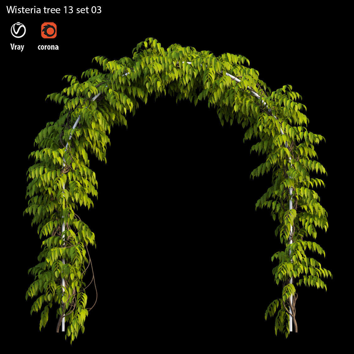 wisterial plant 13 set 03 3D model_3
