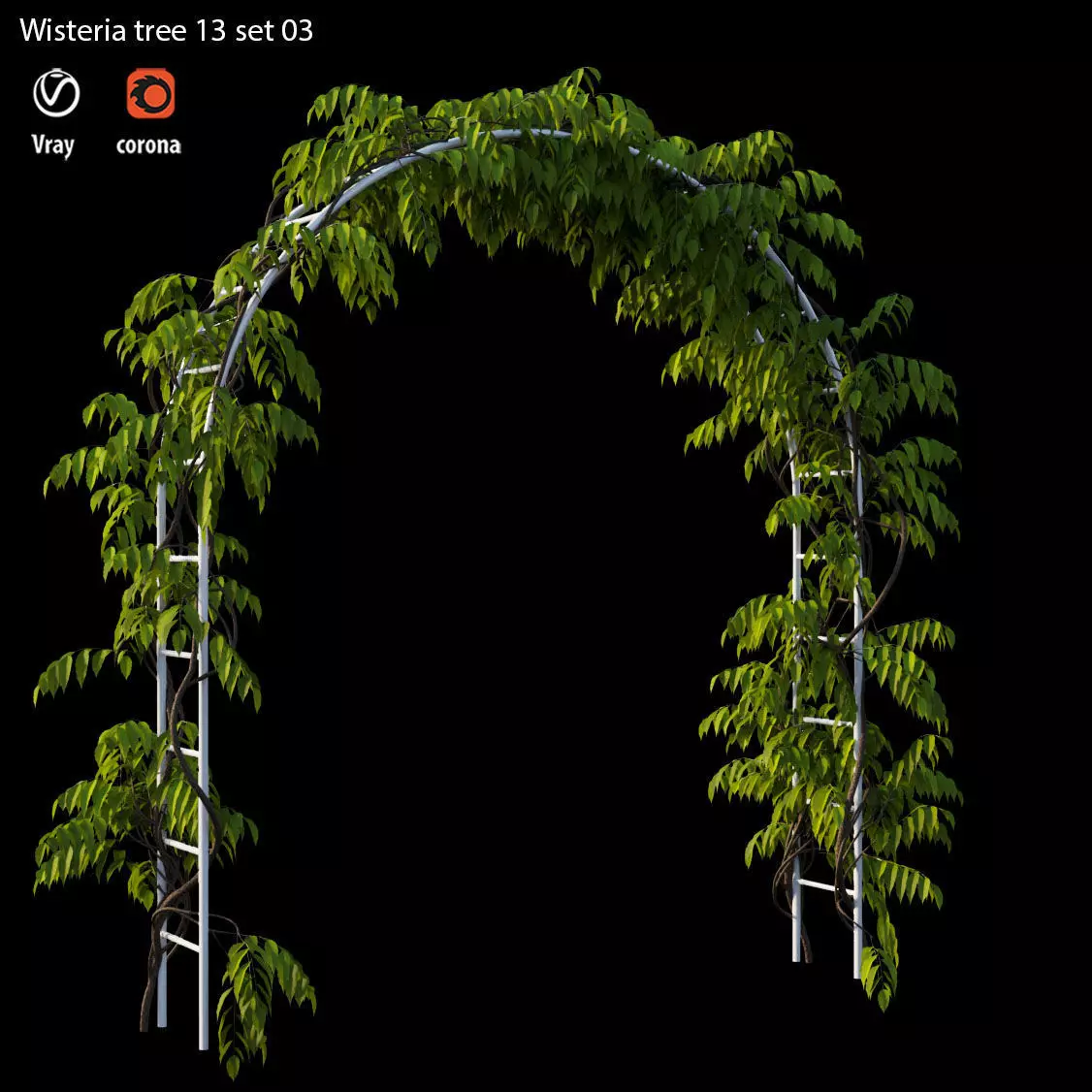 wisterial plant 13 set 03 3D model_0