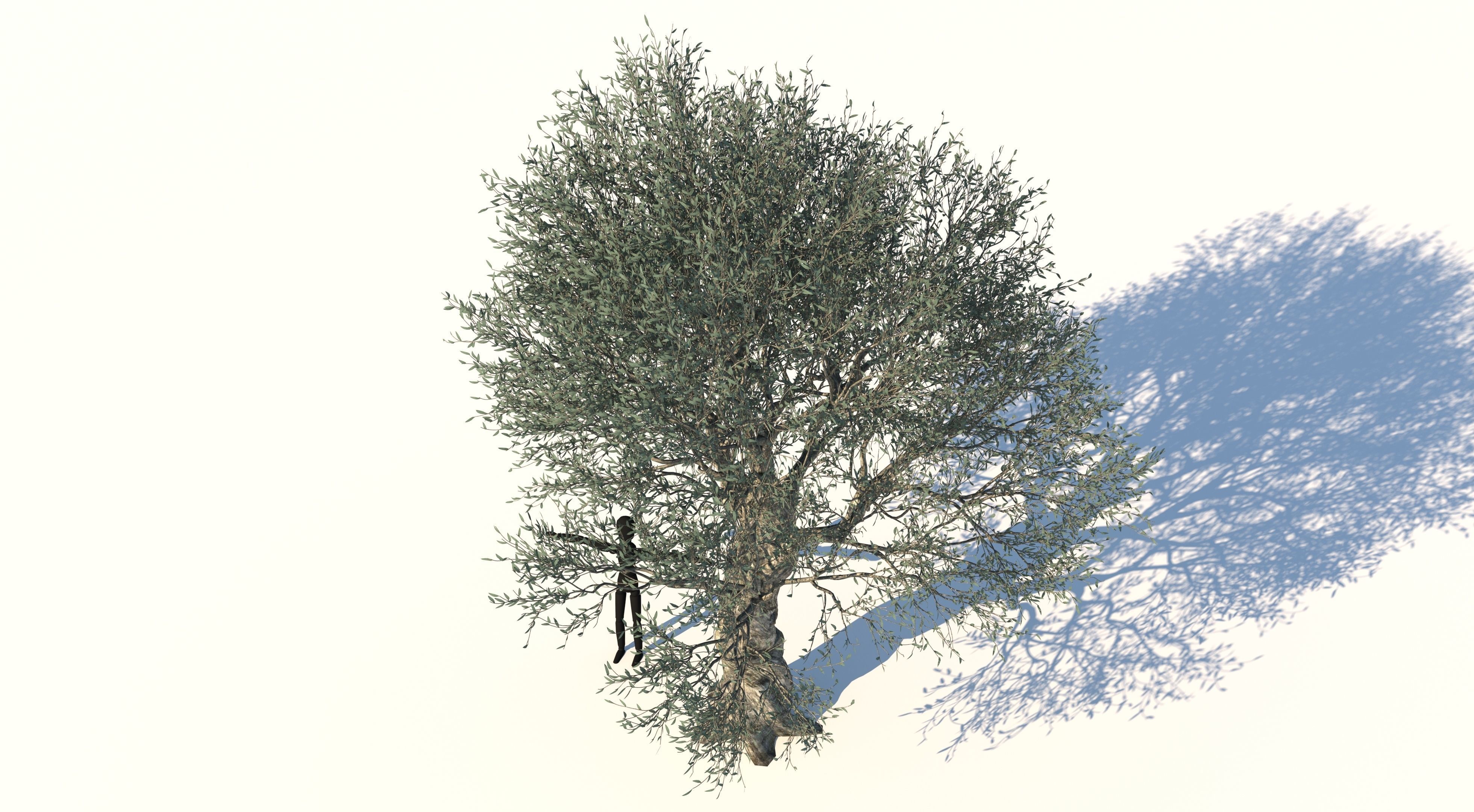 Olive Tree Low-poly 3D model_3