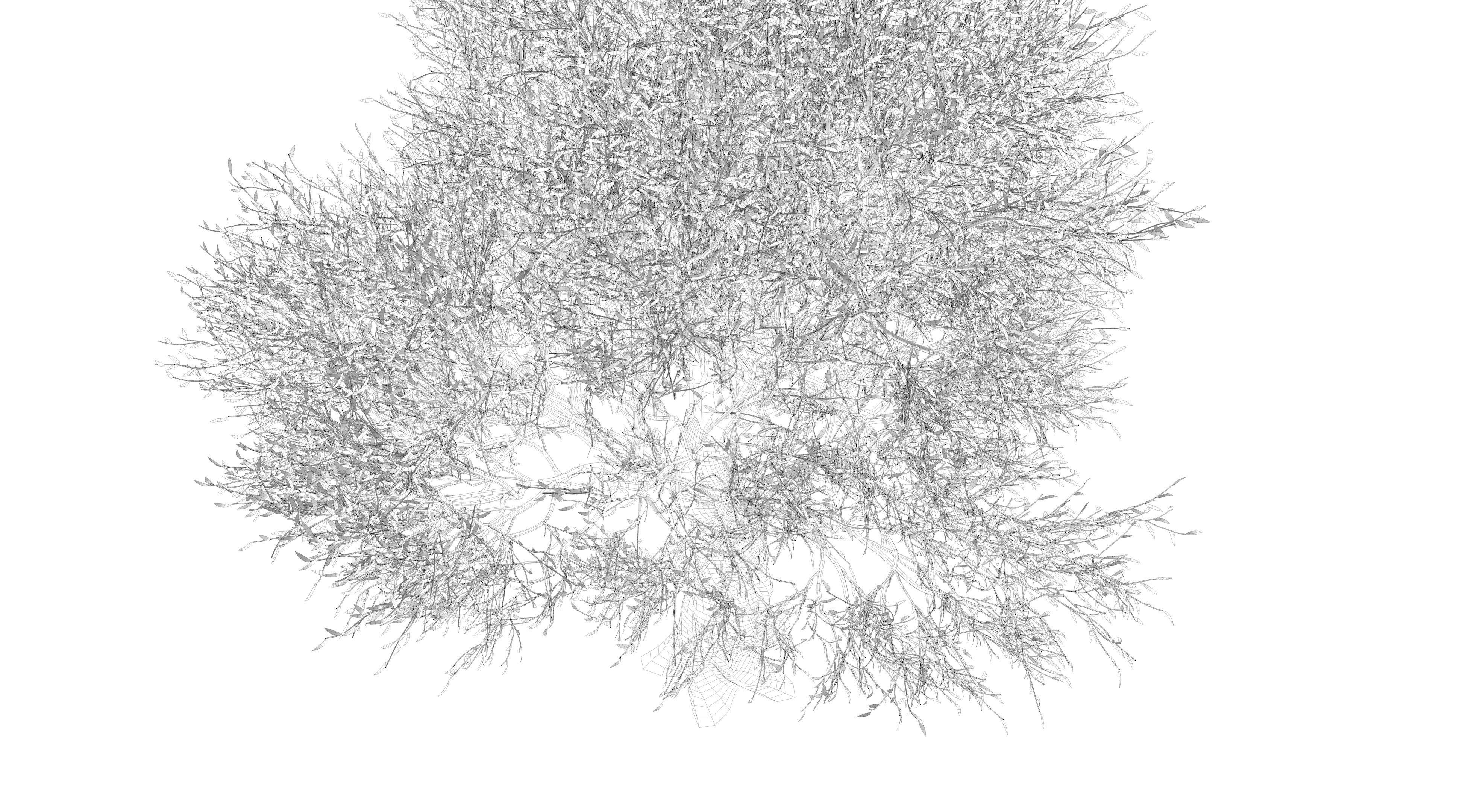 Olive Tree Low-poly 3D model_11