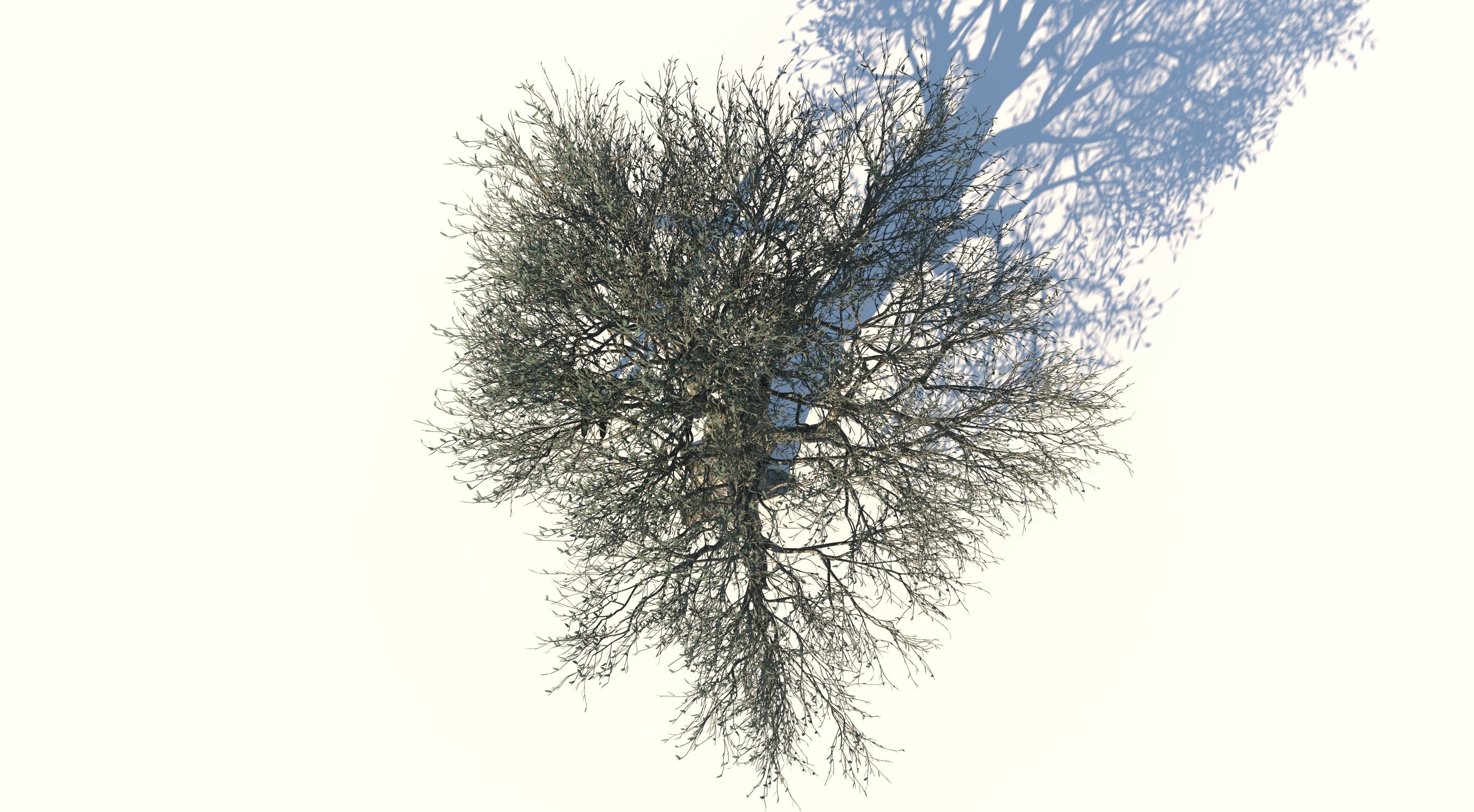 Olive Tree Low-poly 3D model_4