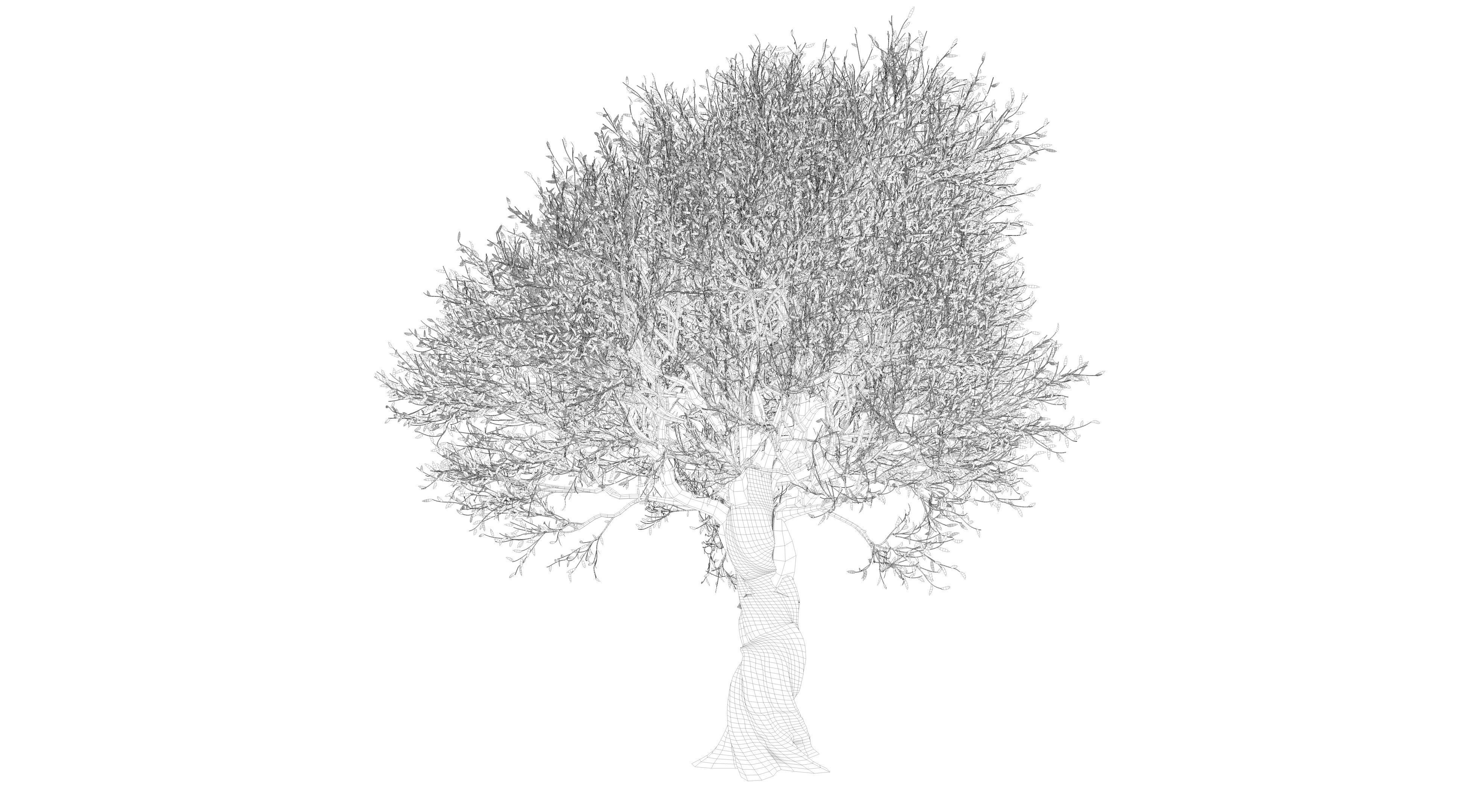 Olive Tree Low-poly 3D model_9