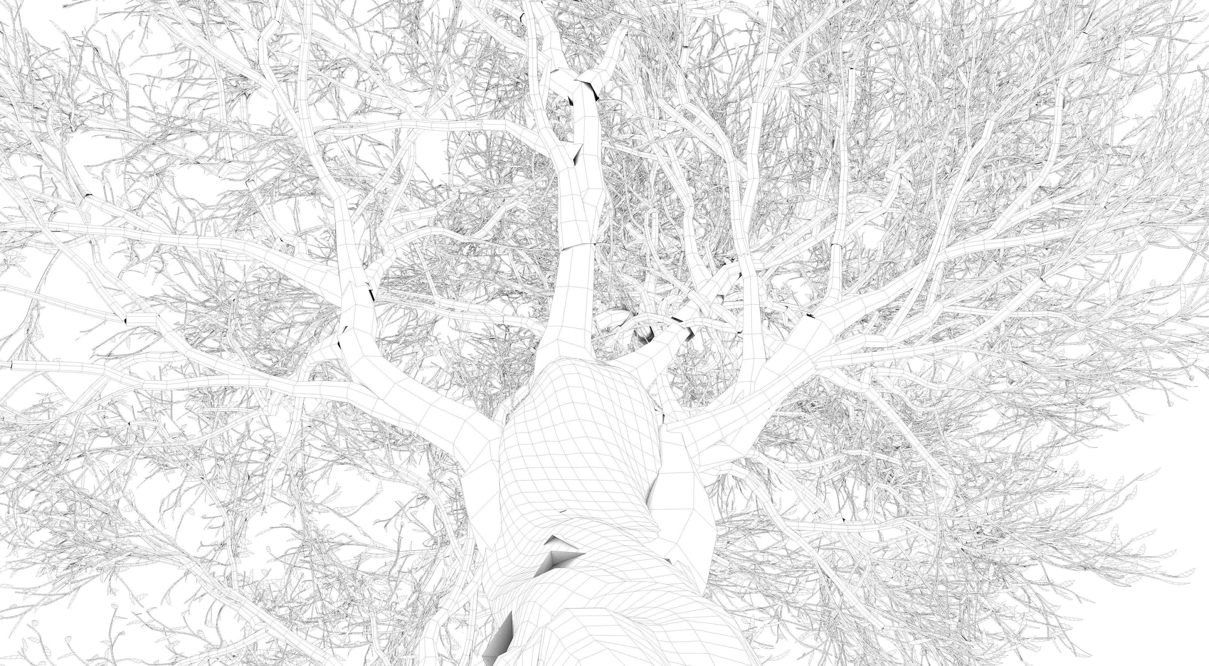 Olive Tree Low-poly 3D model_13