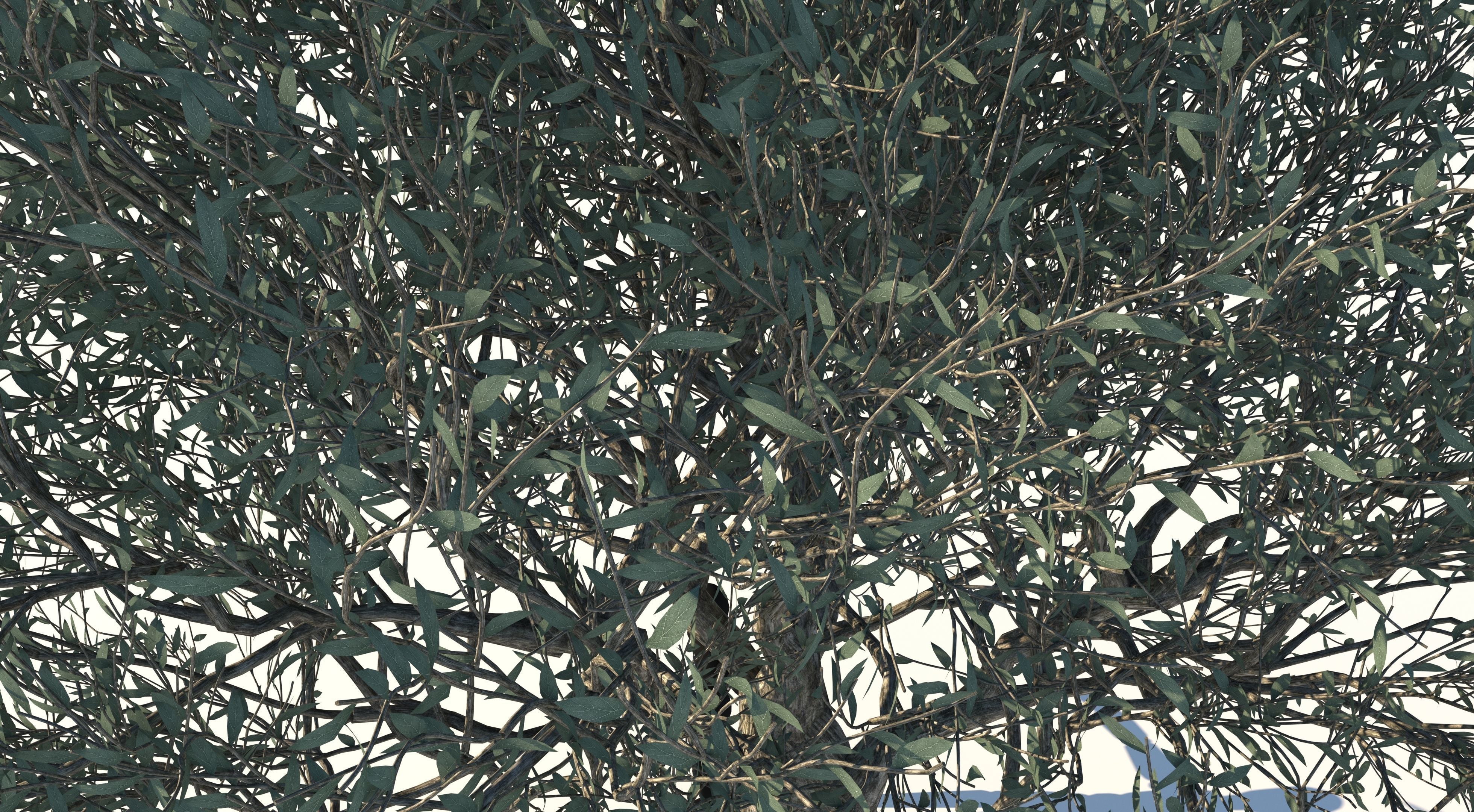 Olive Tree Low-poly 3D model_8