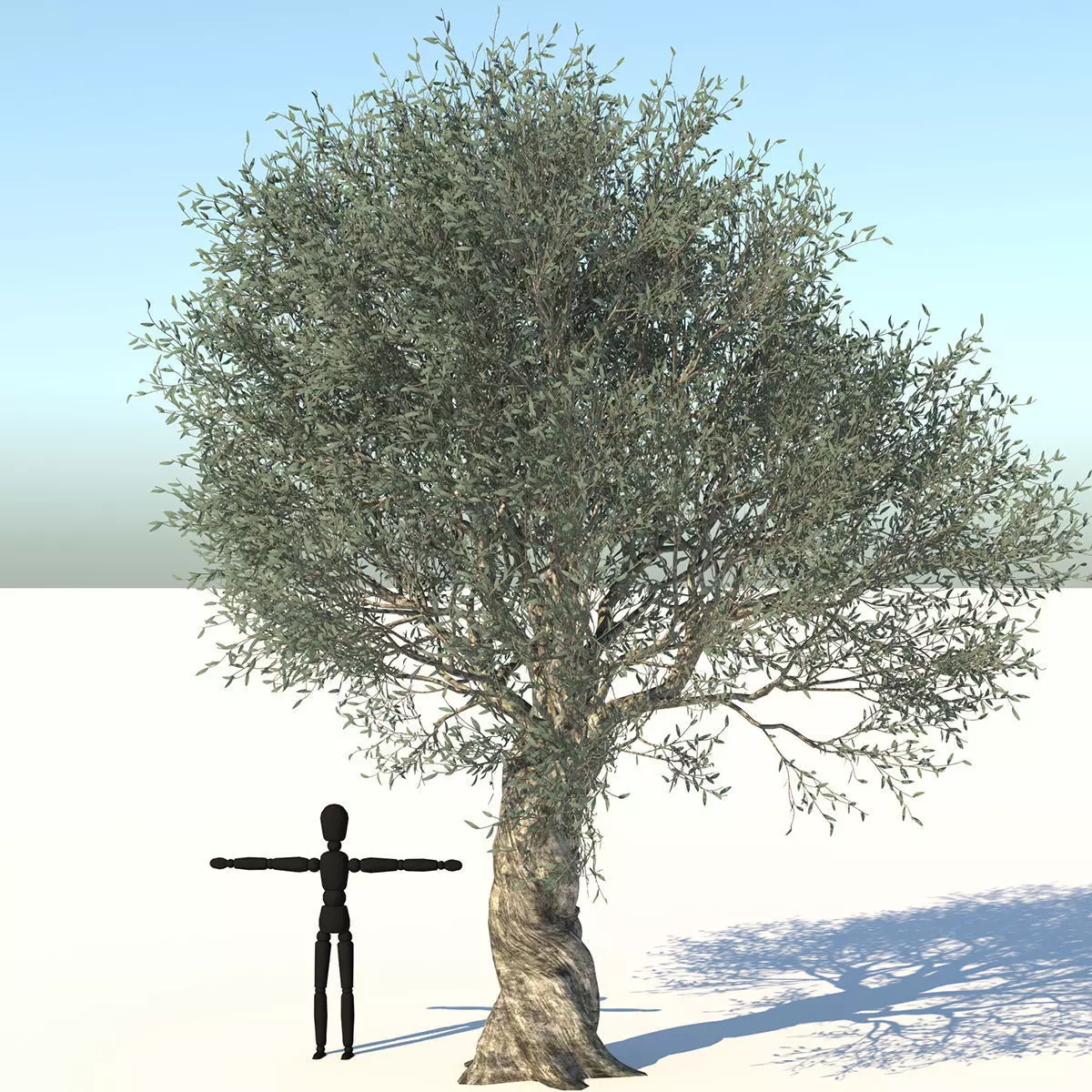 Olive Tree Low-poly 3D model_0