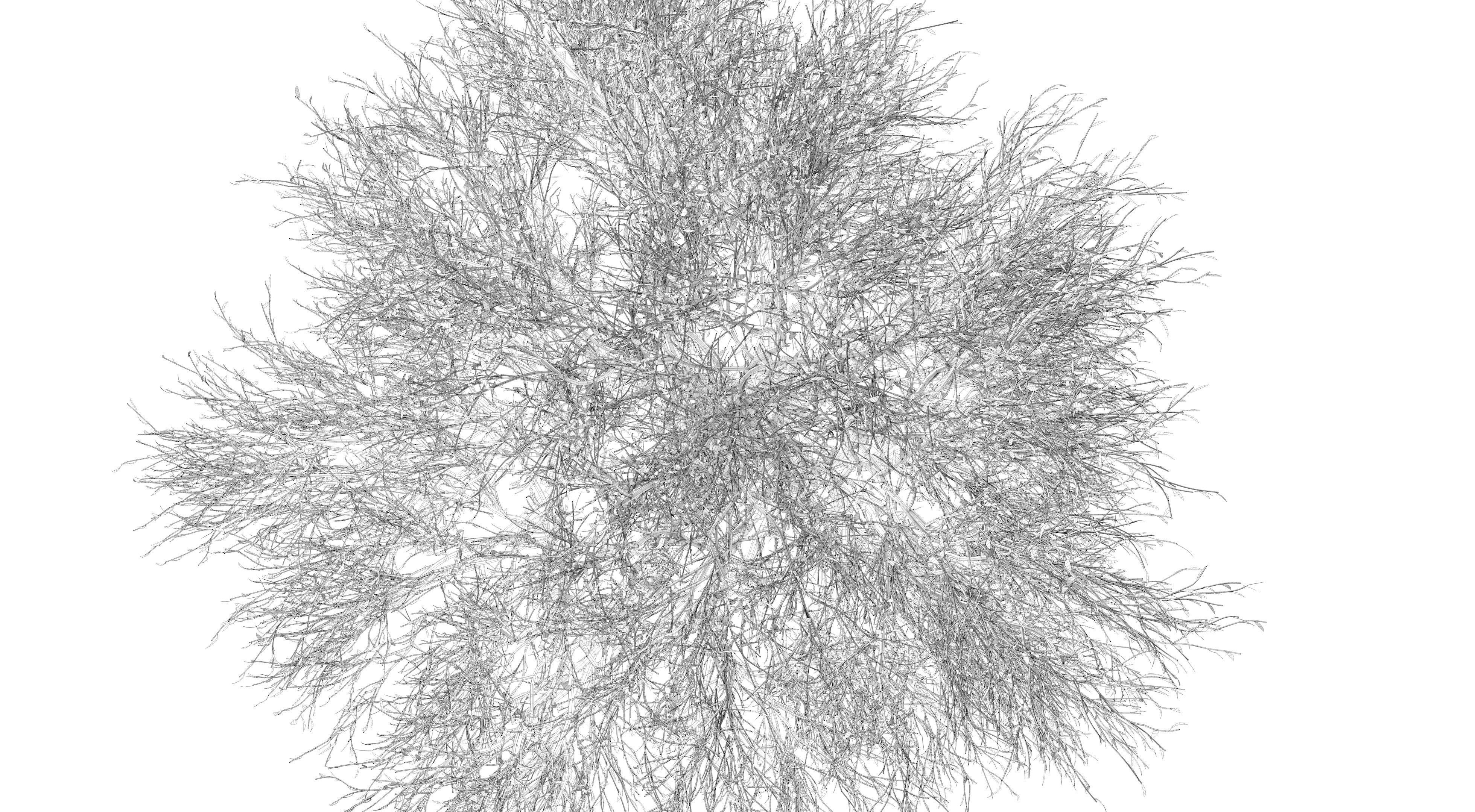 Olive Tree Low-poly 3D model_12