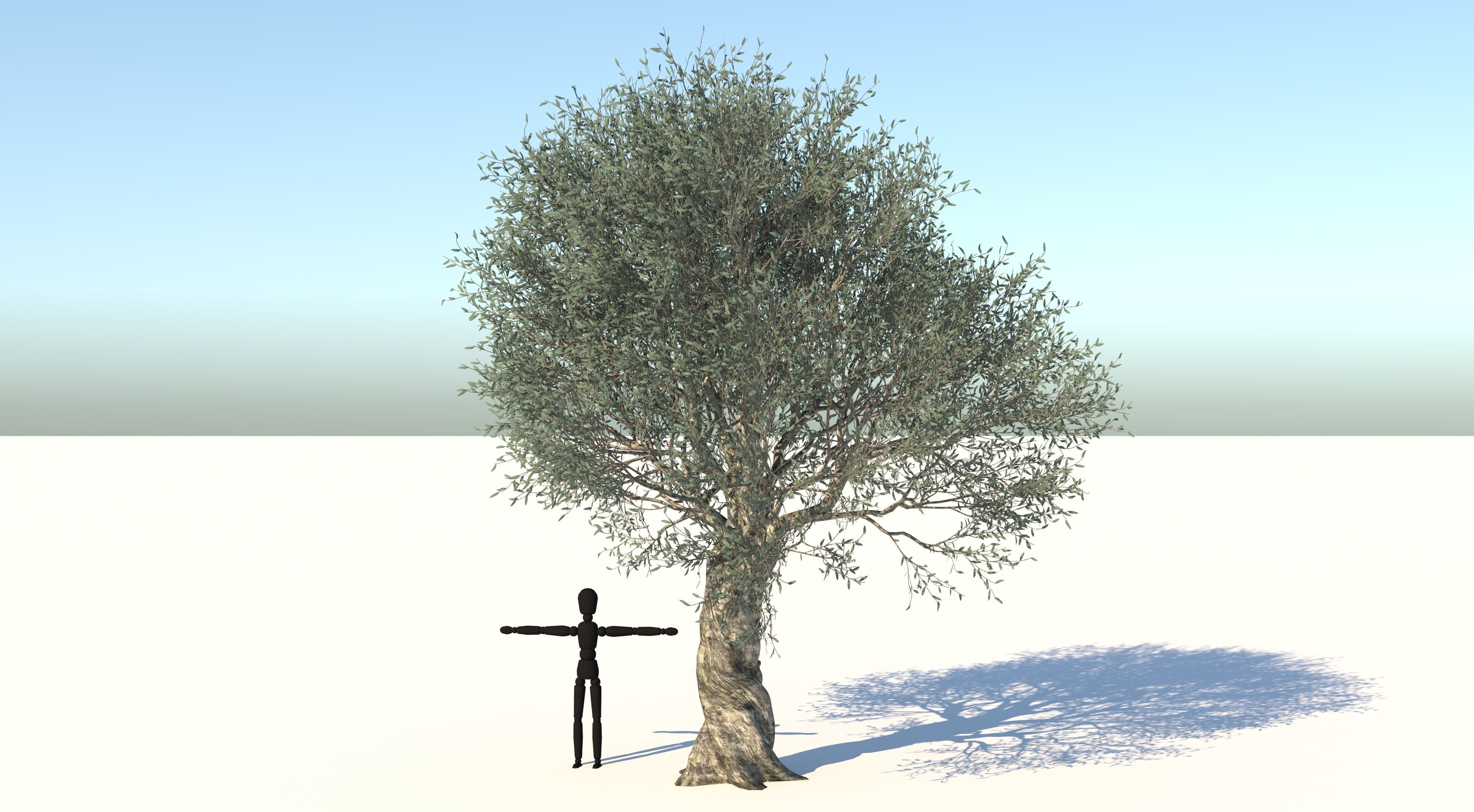 Olive Tree Low-poly 3D model_1