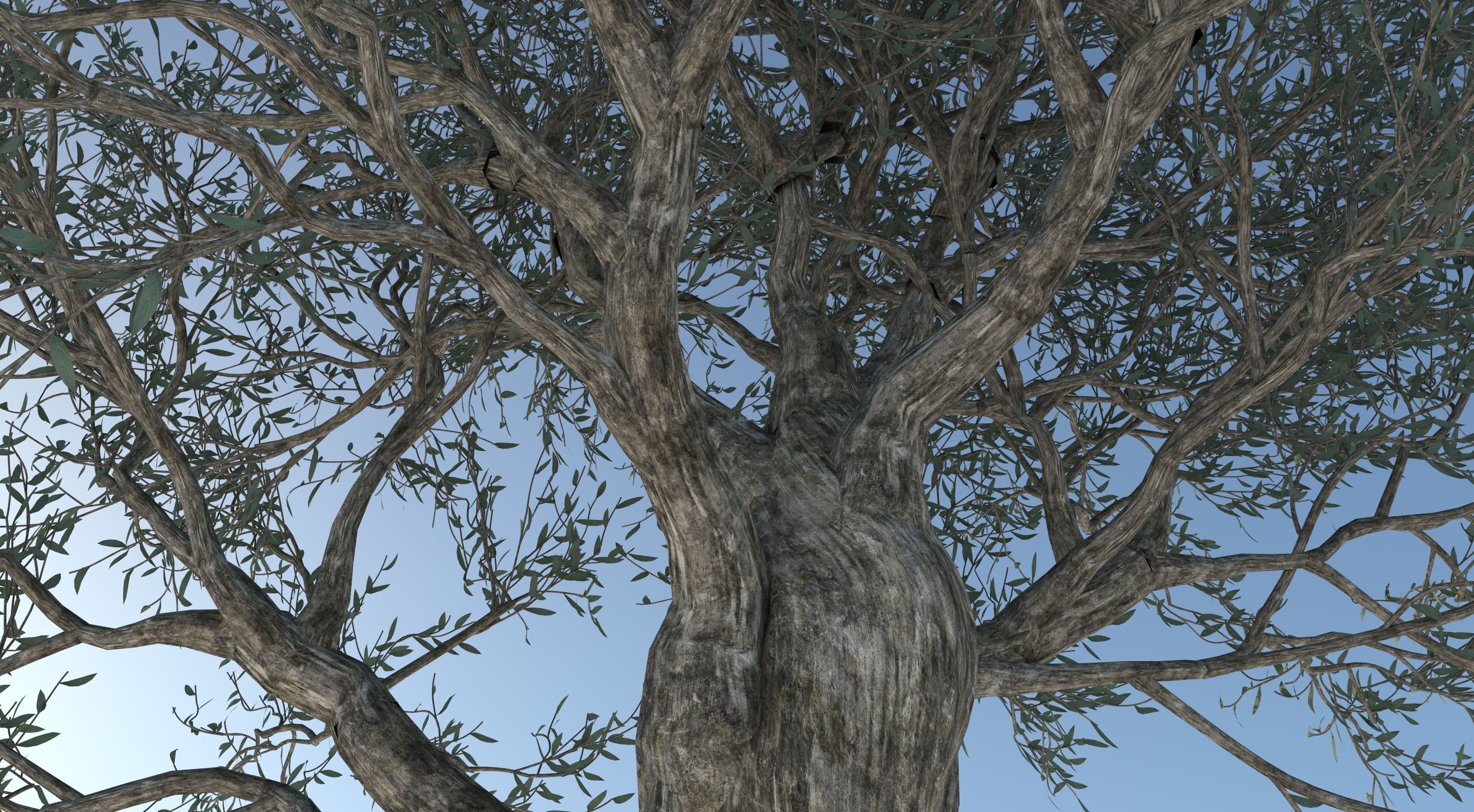 Olive Tree Low-poly 3D model_6