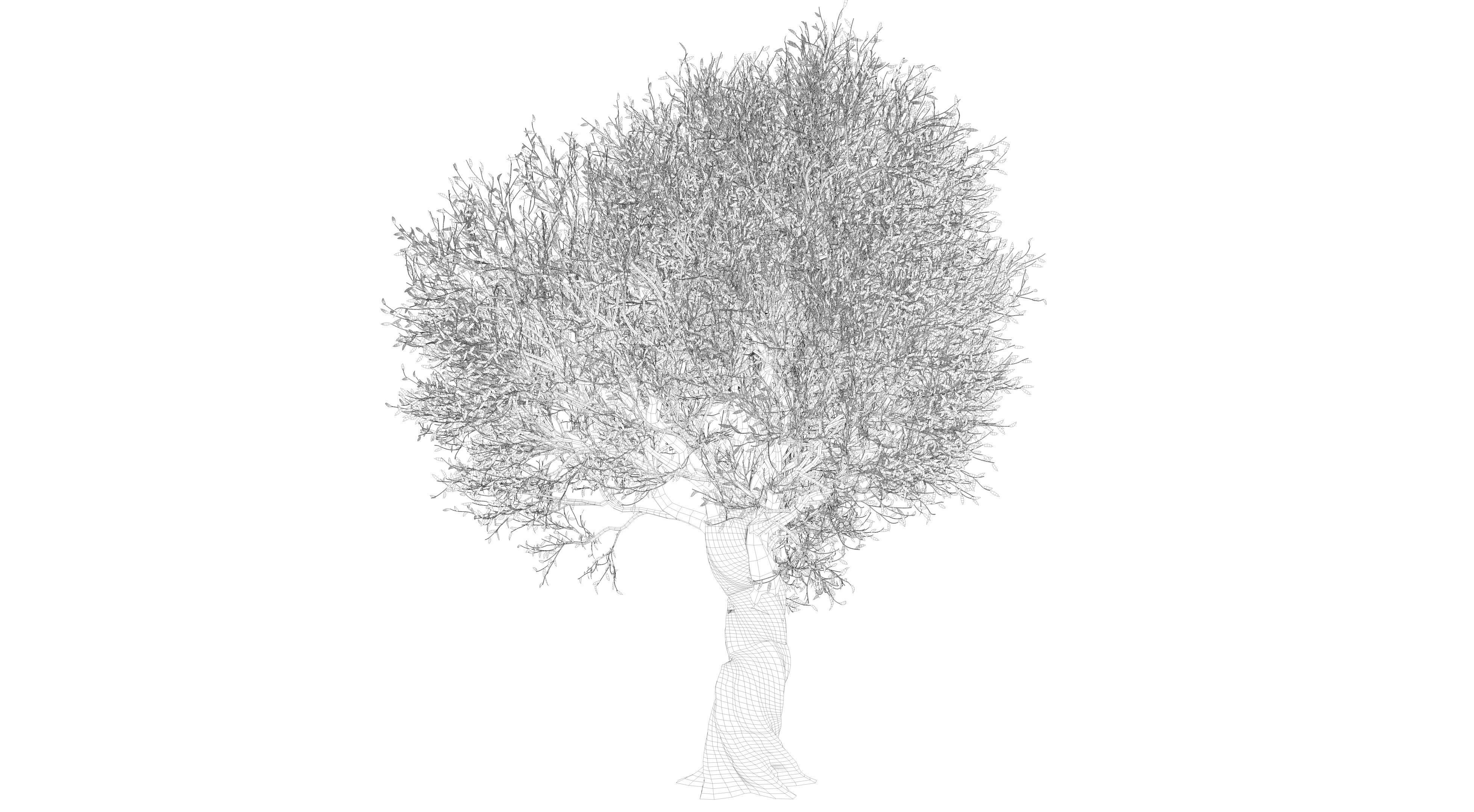 Olive Tree Low-poly 3D model_10