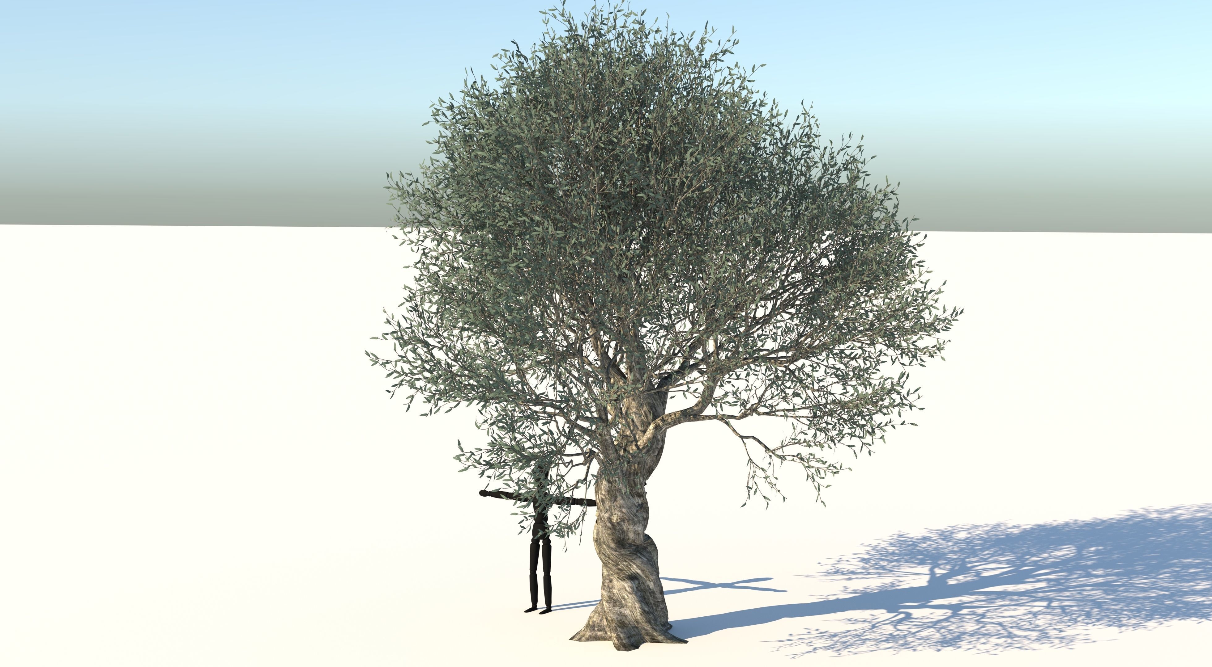 Olive Tree Low-poly 3D model_2